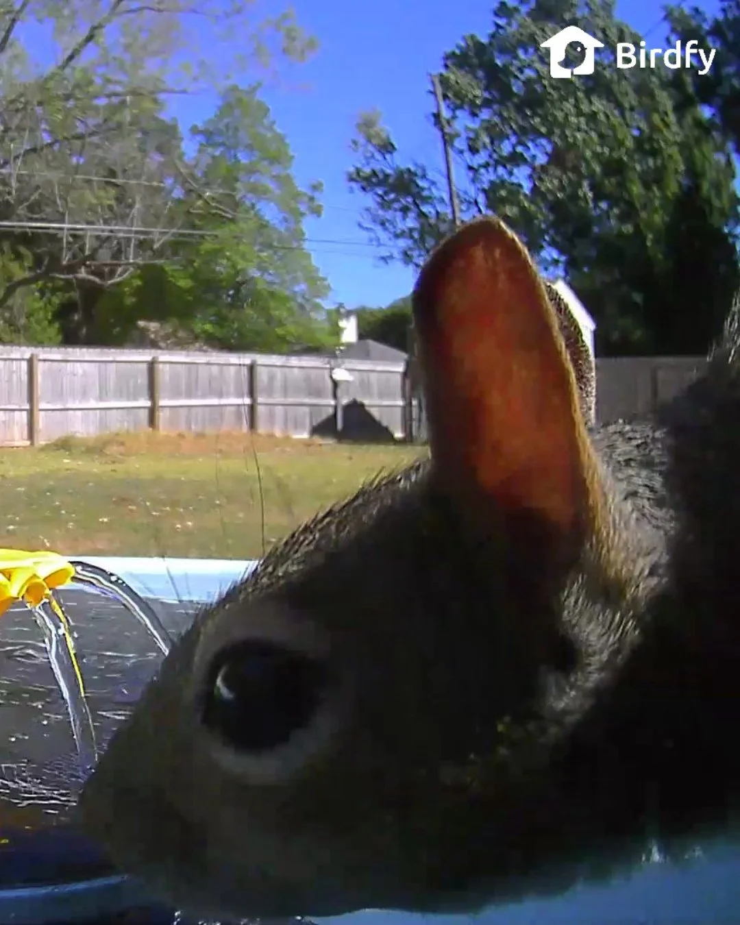 Monday musings with Danielle!

&ldquo;The better to hear you with, my dear.
Squirrels have excellent hearing, and those big, mobile ears are a big part of it. They can swivel and angle their ears to pinpoint where a sound is coming from, which helps 