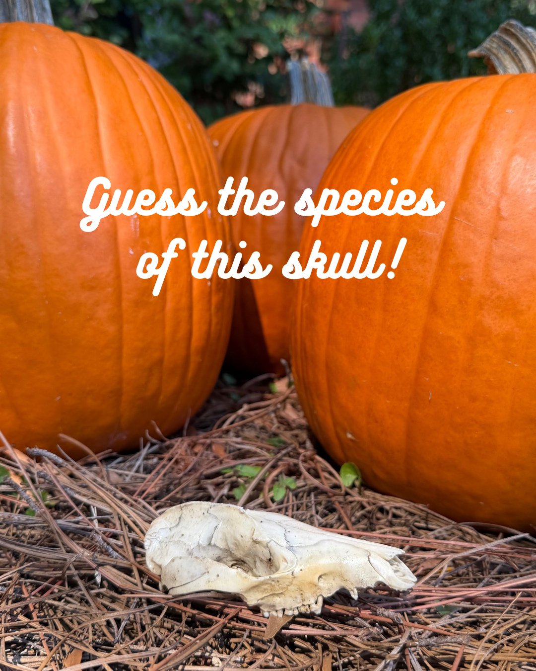 Wildlife detectives! 🕵️&zwj;♂️ It&rsquo;s spooky season, so let&rsquo;s play a game. 🎃 We&rsquo;ve got some skulls and skeletons as educational resources, so guess the species of the one in this photo! Stay tuned for the answer in the comments! #wi