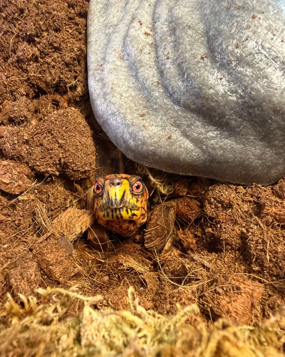 Shelldon, our non-releaseable turtle educational ambassador, stopping by to say hello! #turtle #nonreleasable #educationalambassador #wildlifeeducation #wildliferehab