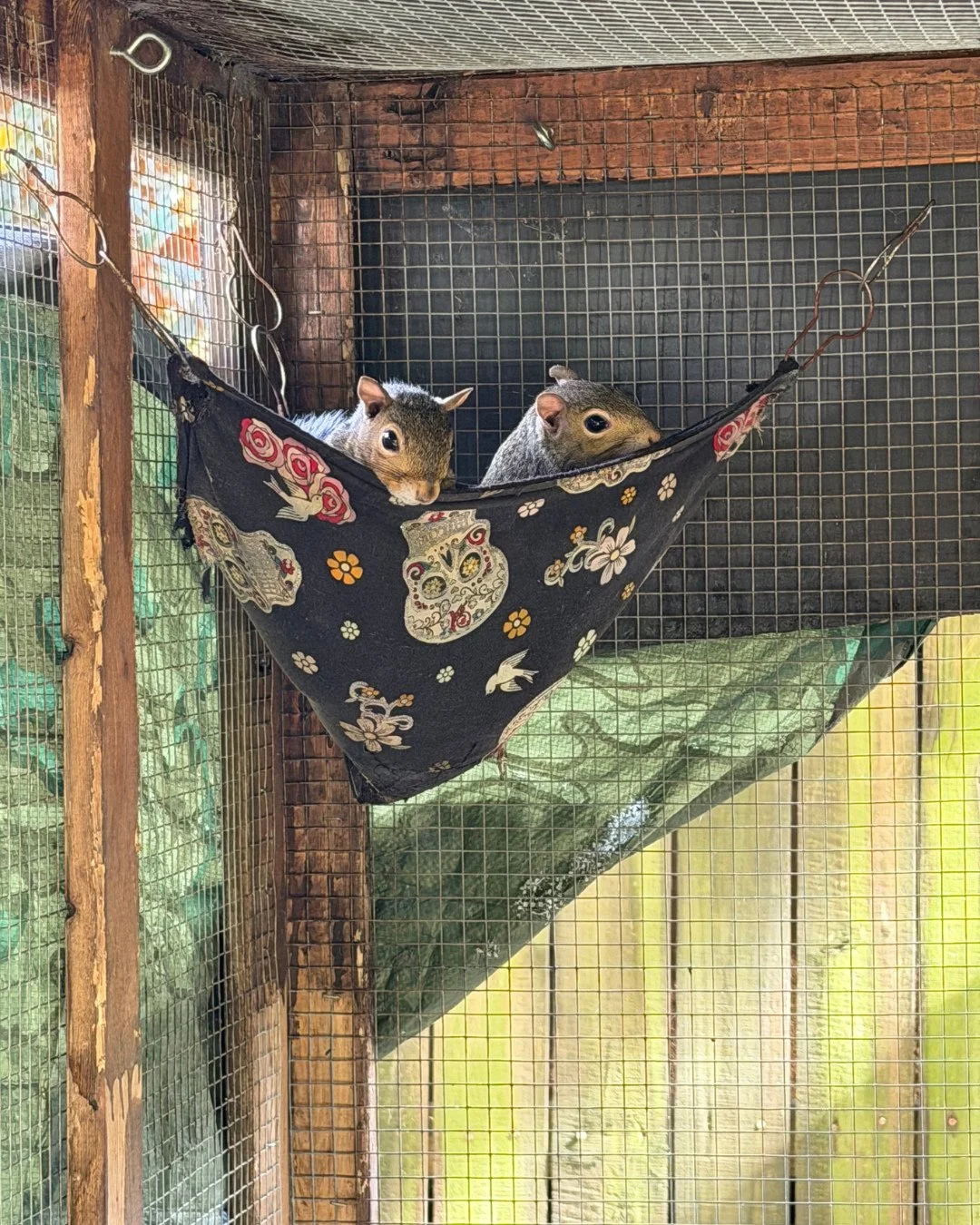 Meet Tinker Bell, Peter Pan, and Wendy! These are some of Jodie&rsquo;s squirrel patients in their prerelease enclosure! #squirrel #wildlifeeducation #tennessee #wildliferehab #rehabandrelease