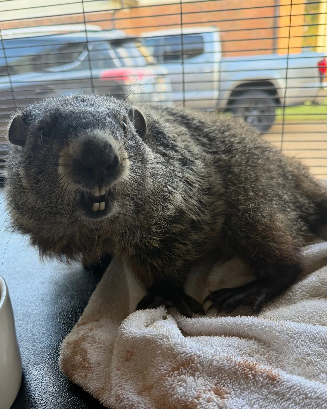 Meet Fluffy! She is an adult groundhog that was brought to us after someone witnessed a driver intentionally swerve to hit her with their car. SERIOUSLY WTF?! Well, after a trip to the vet she&rsquo;s got a broken pelvis and some GI issues. She will 