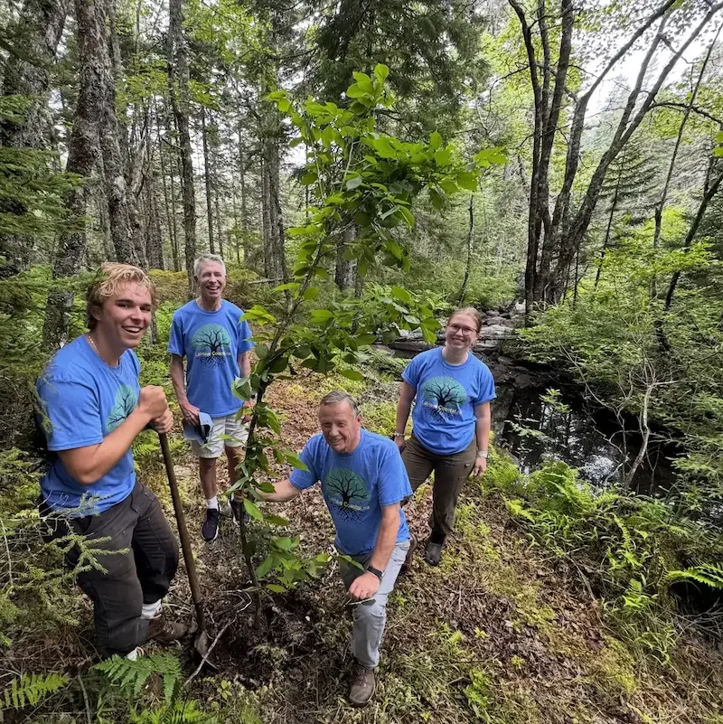 Planting an Elm at Bells Brook