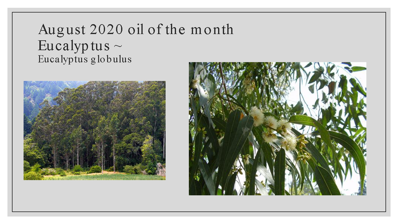 OIl o fthe month Eucalyptus_Page_2.png