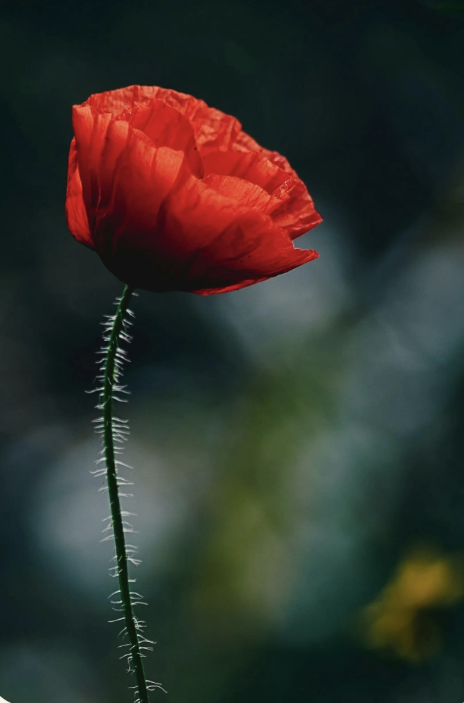 Second Spring: An East Asian Medicine Perspective on Perimenopause and Menopause