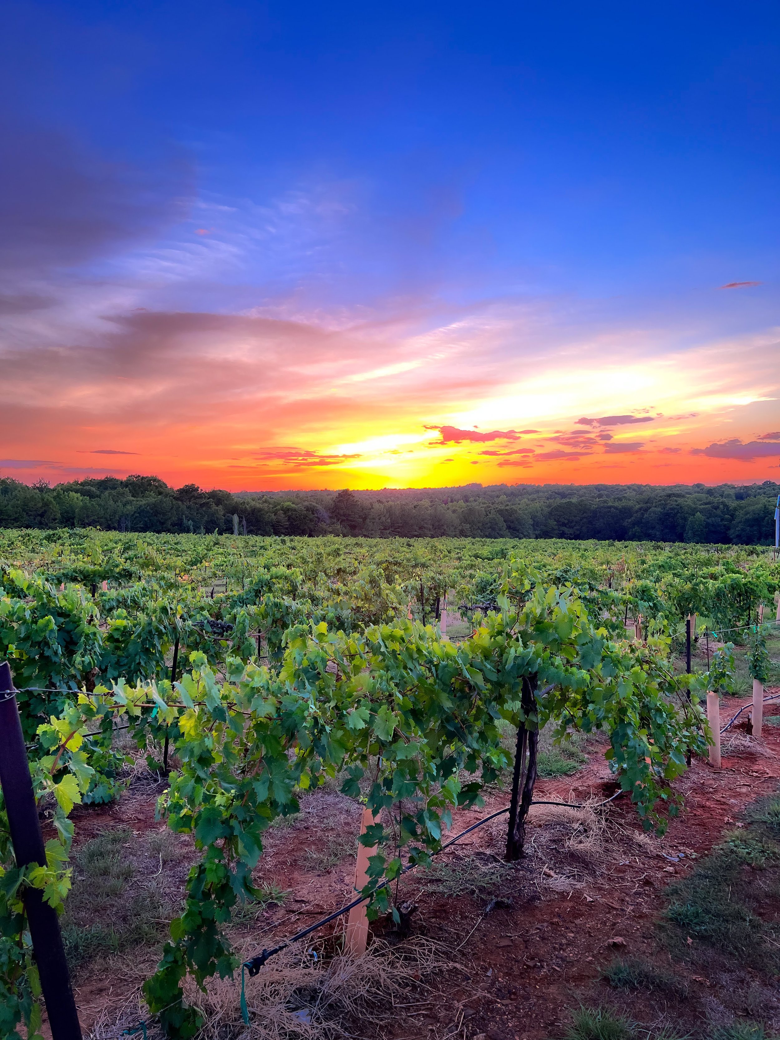 sunset at the kiepersol vineyard-7270.jpg