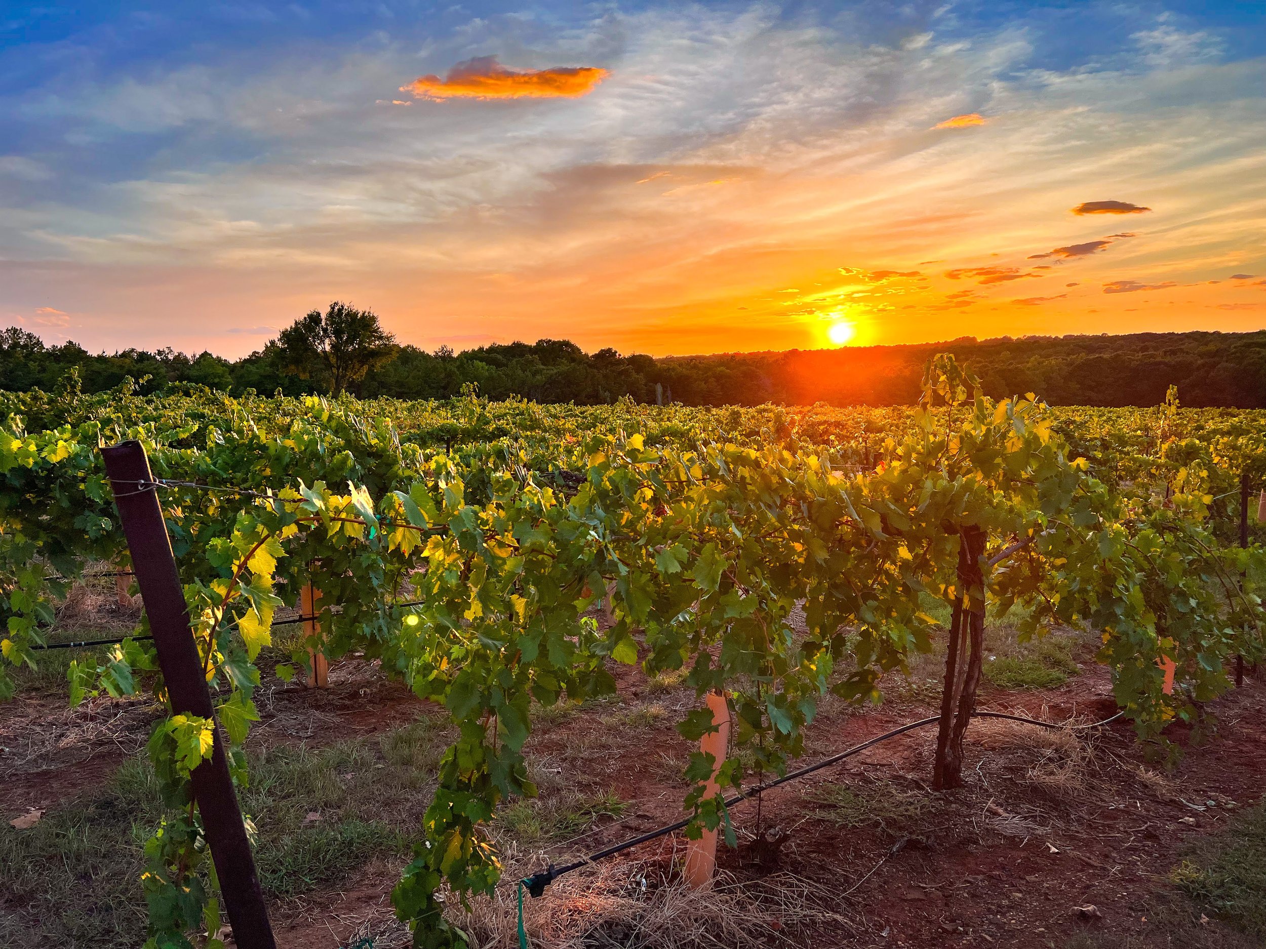 summer sunset over vines at kiepersol-7265.jpg