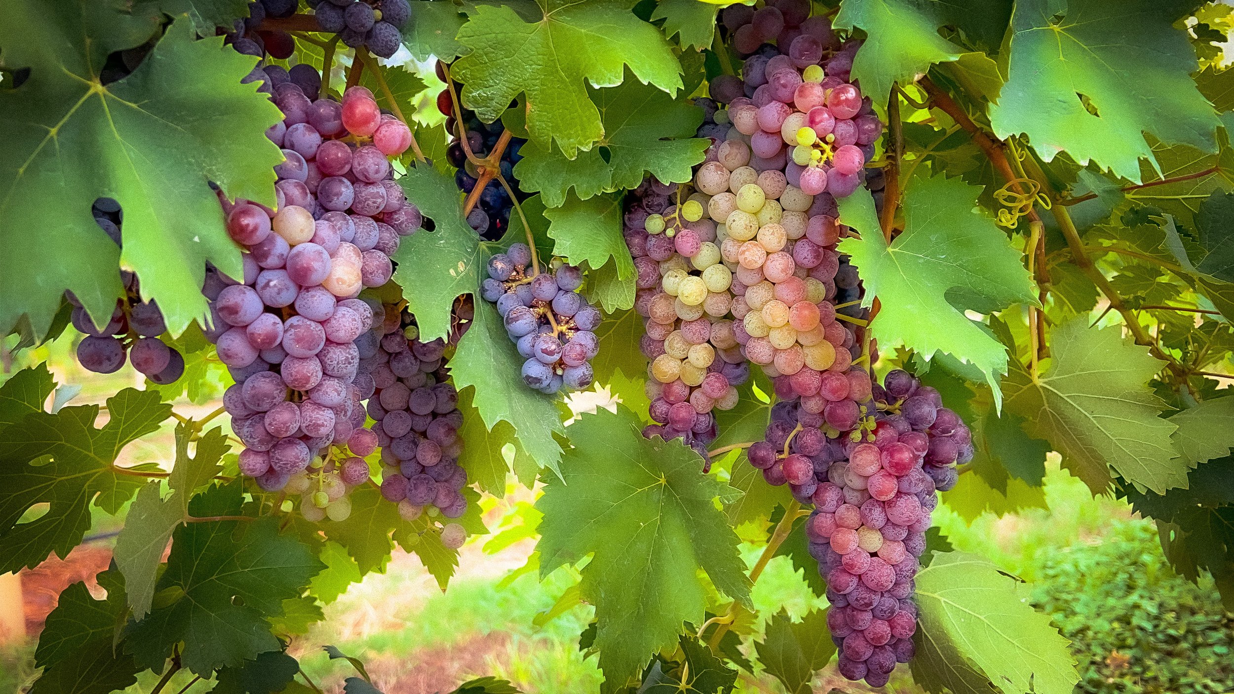 cabernet grapes before harvest-6909.jpg