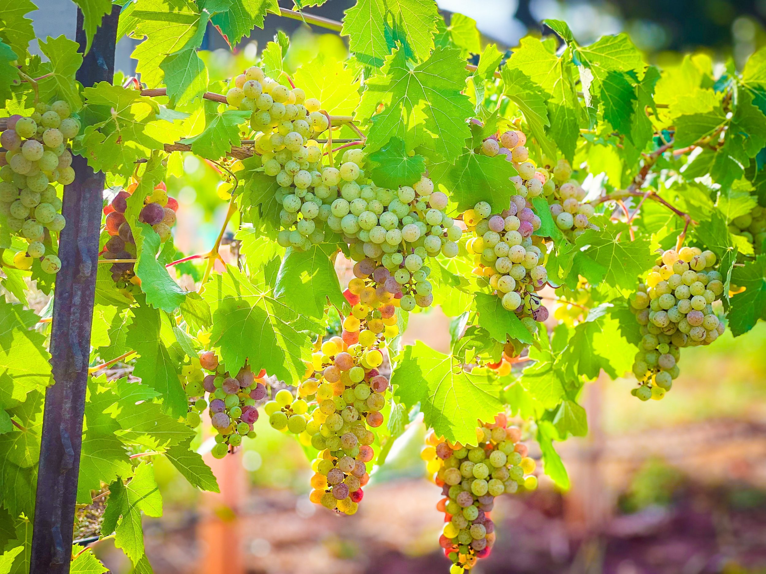 veraison 2022 july-6521.jpg