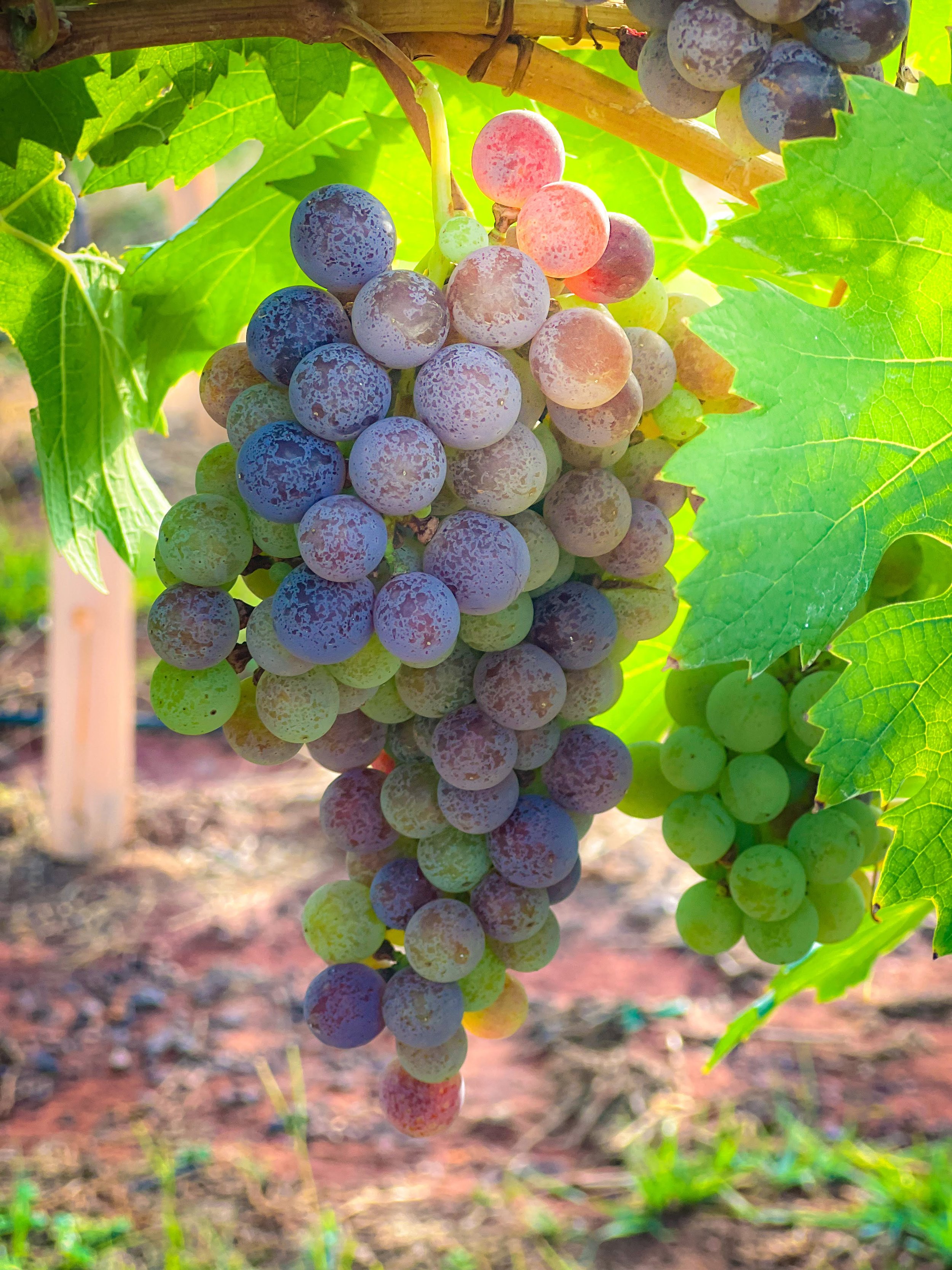 veraison 2022 july-6515.jpg