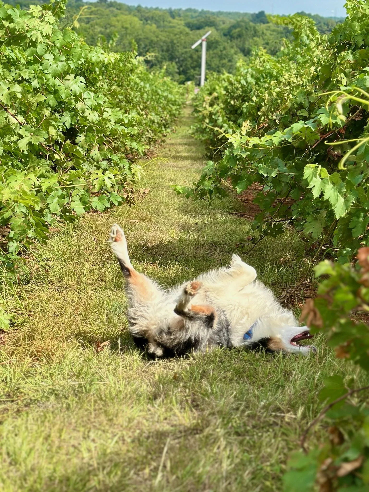 sirius roll on the ground.JPG