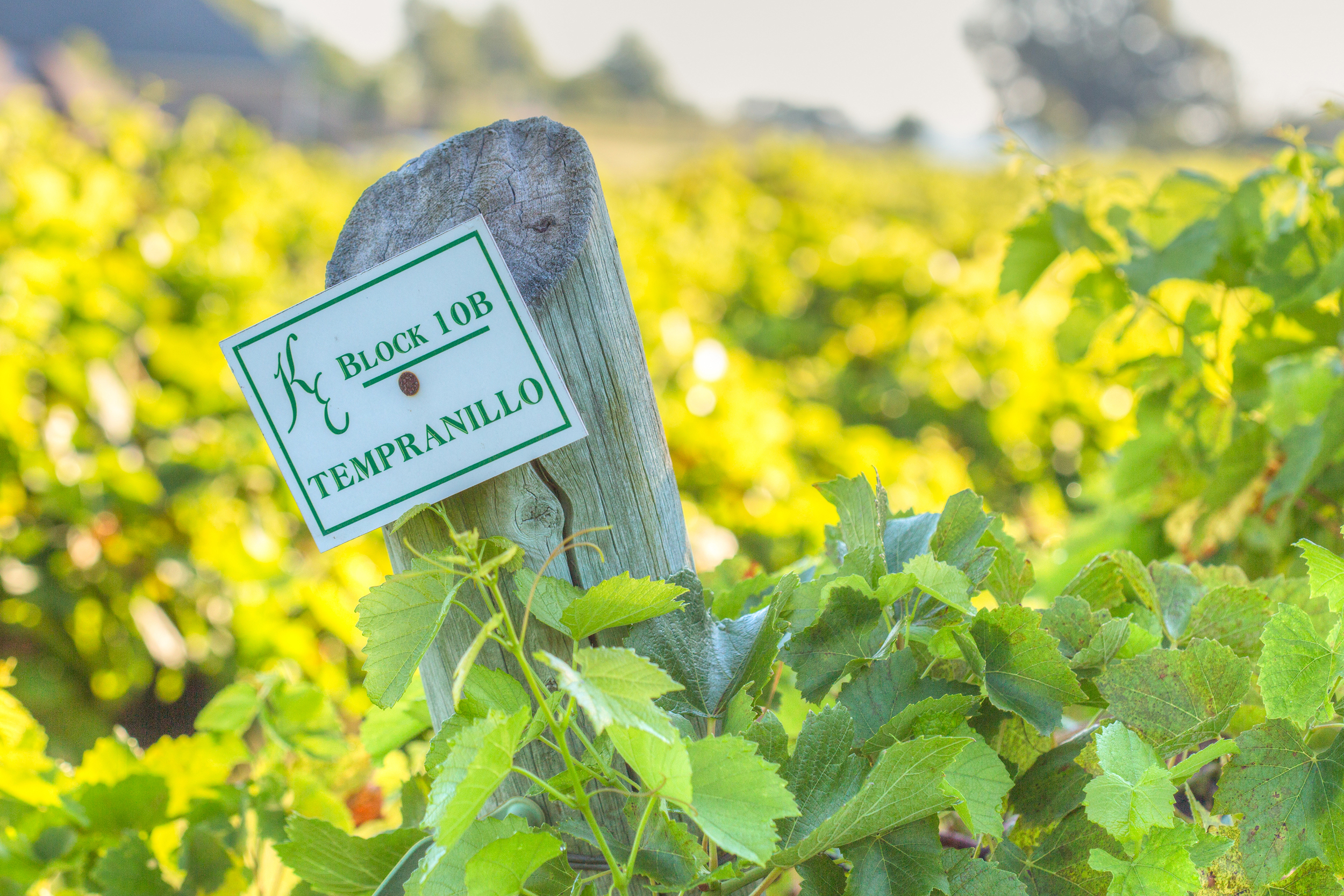 Kiepersol Vineyard - Tempranillo Block
