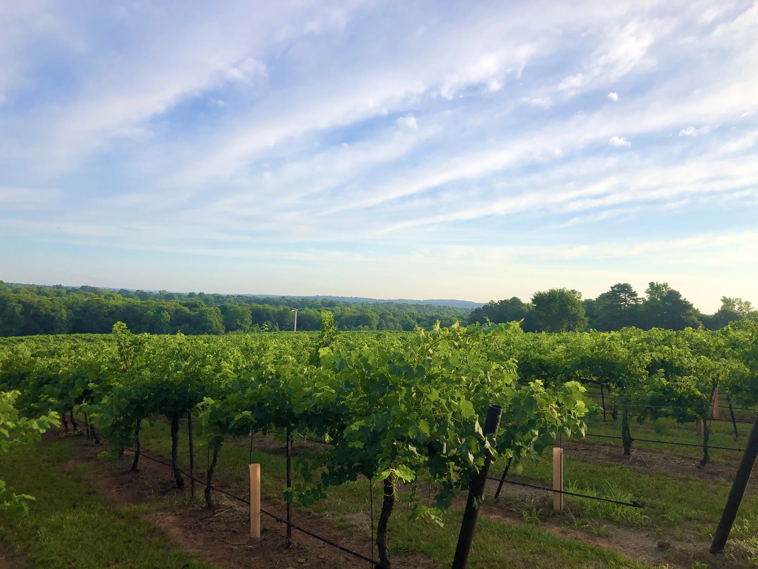 the vineyard at kiepersol