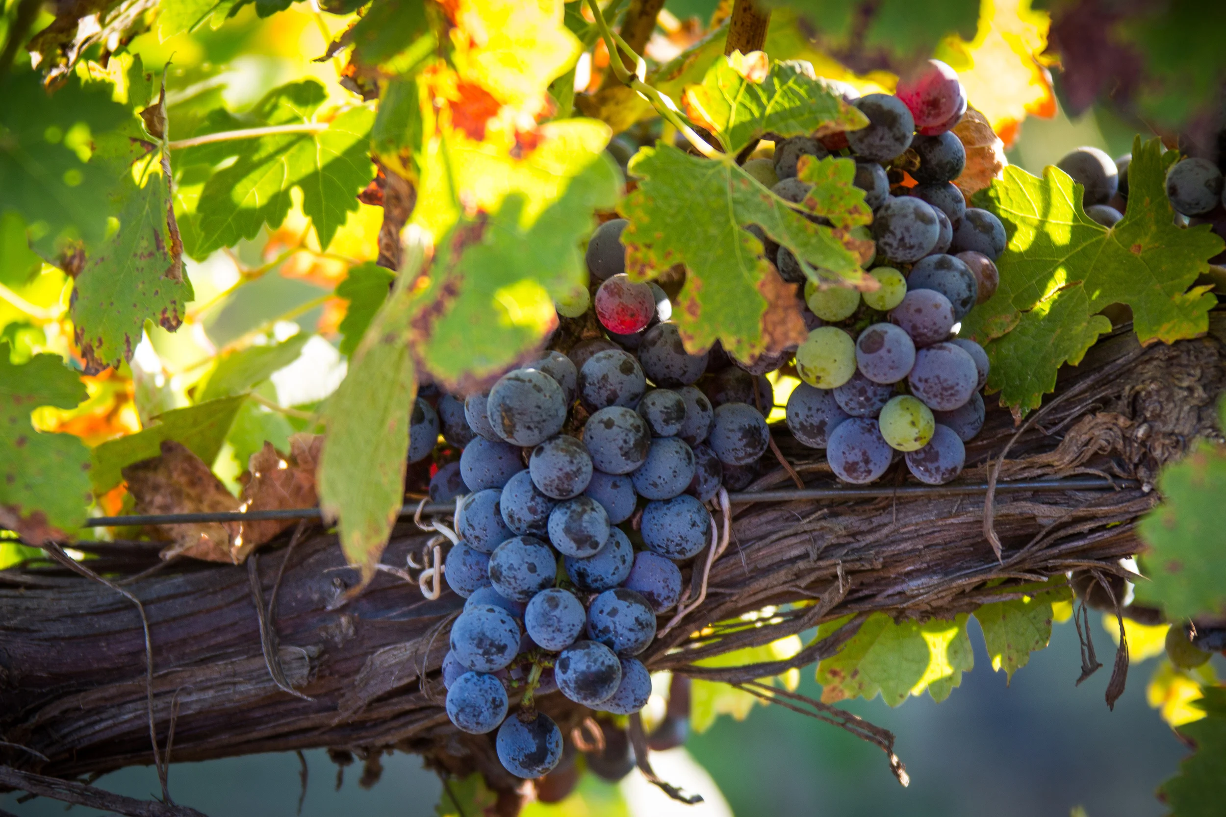 KIEPERSOL CABERNET Grapes at Harvest Time