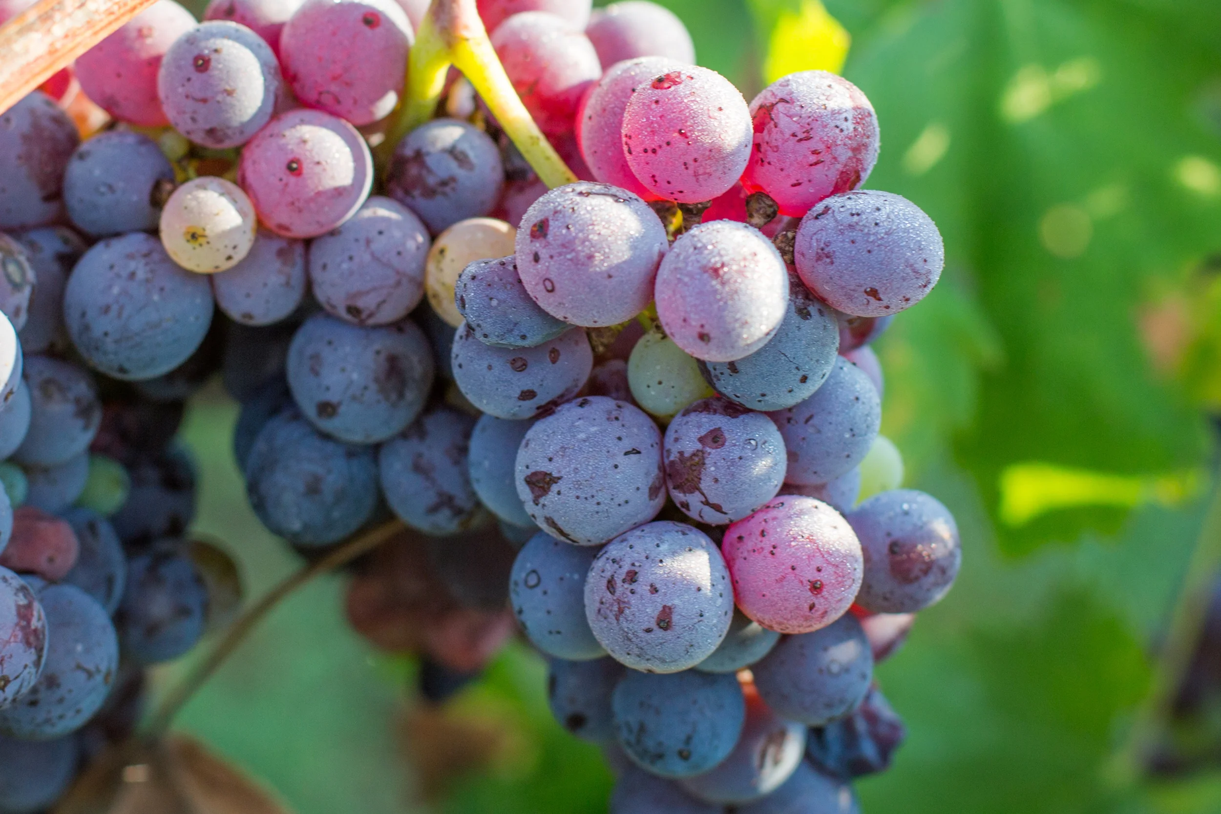 KIEPERSOL Grapes Ready for Harvest