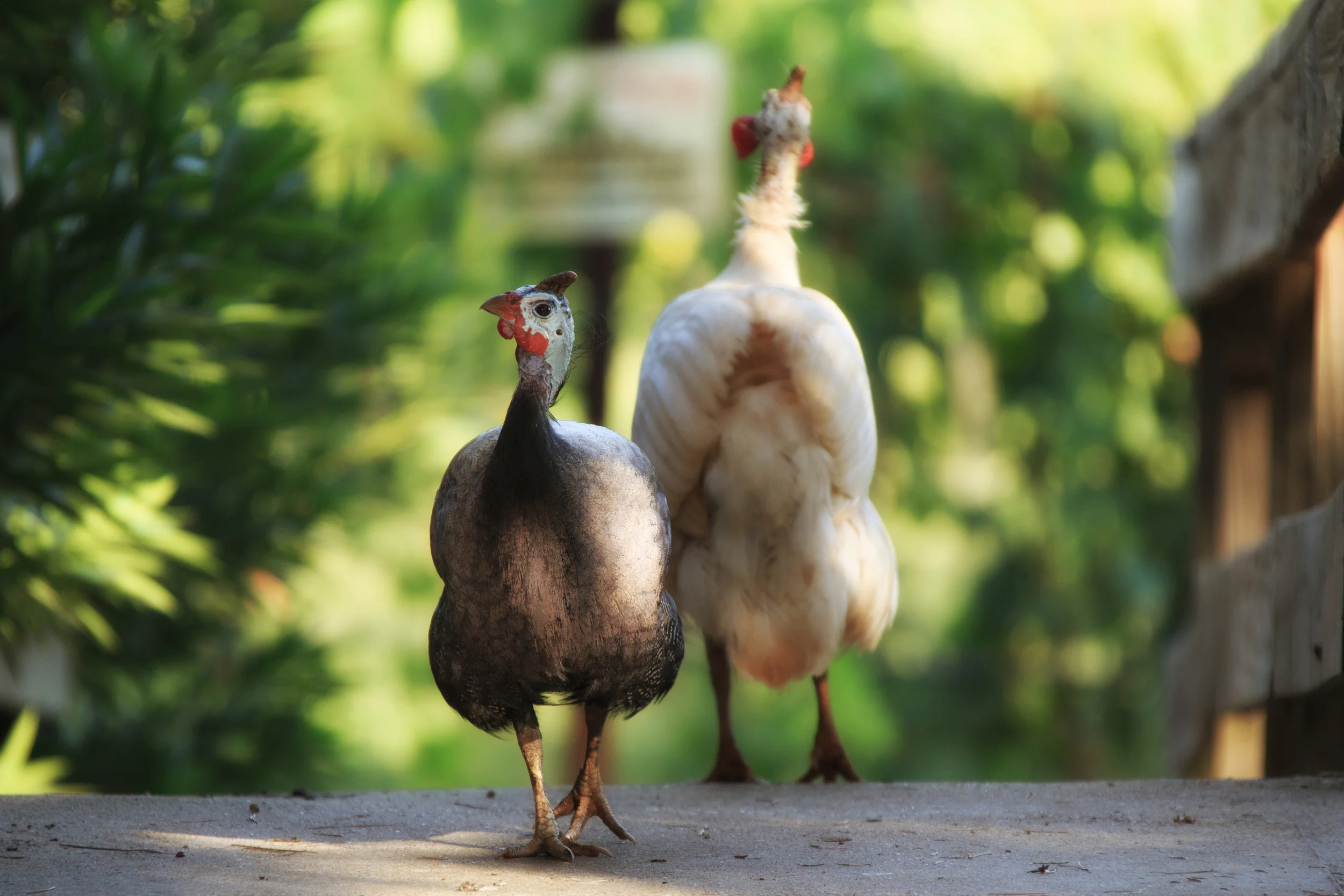 Guinea Hens at Kiepersol