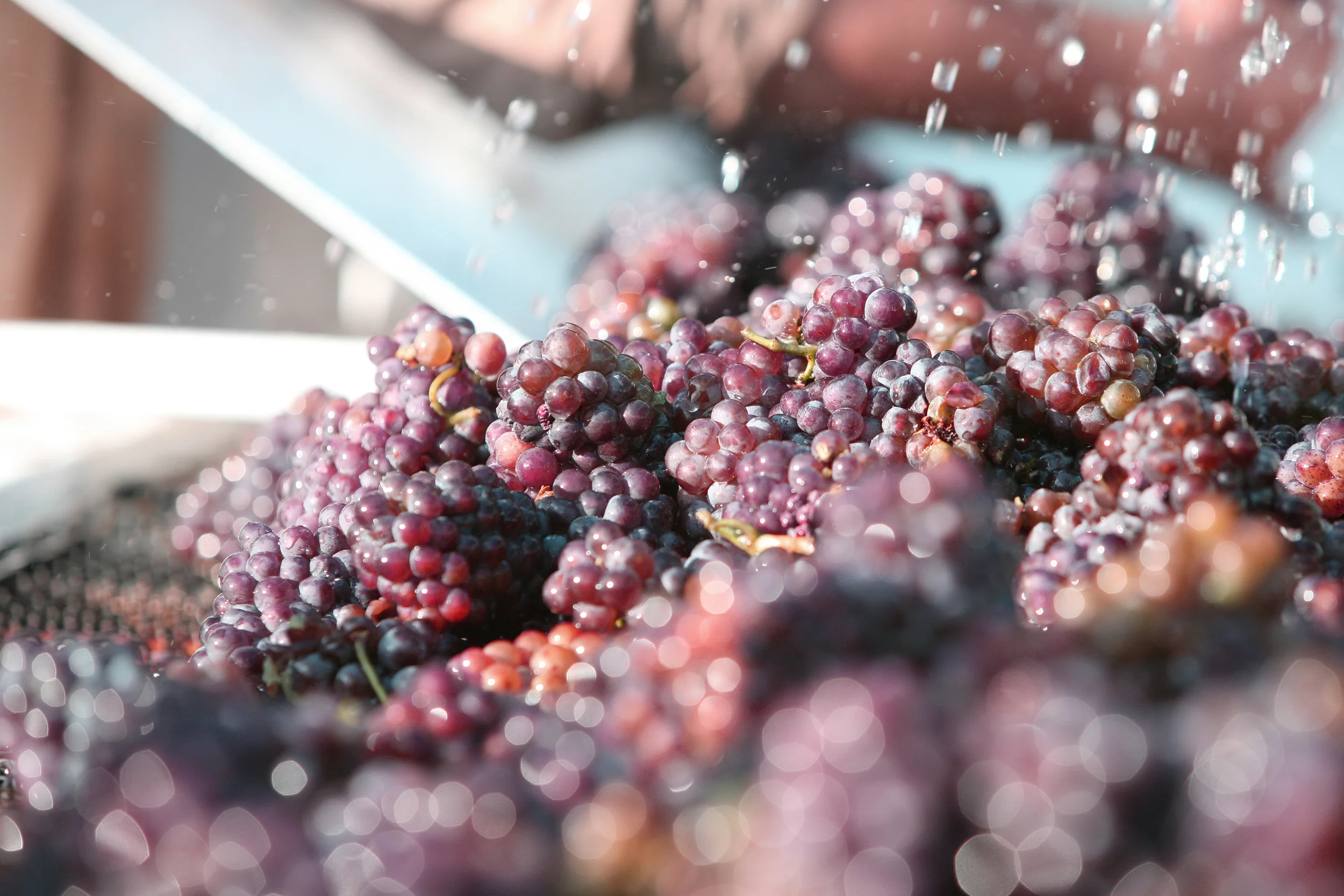 KIEPERSOL Grapes at Harvest