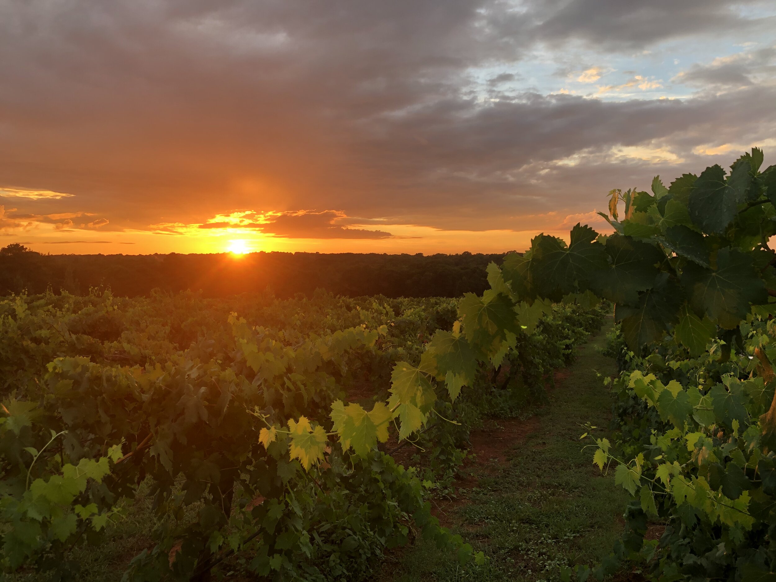 KIEPERSOL VINEYARD SUNSET