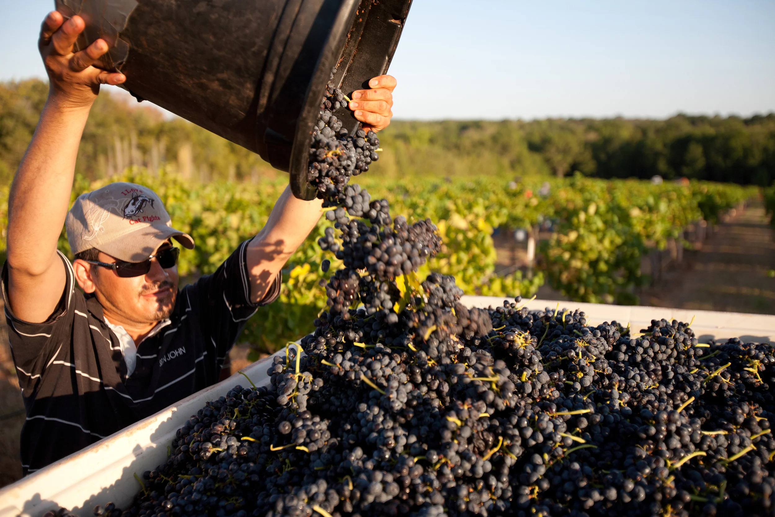 Harvest Time at Kiepersol VIneyards