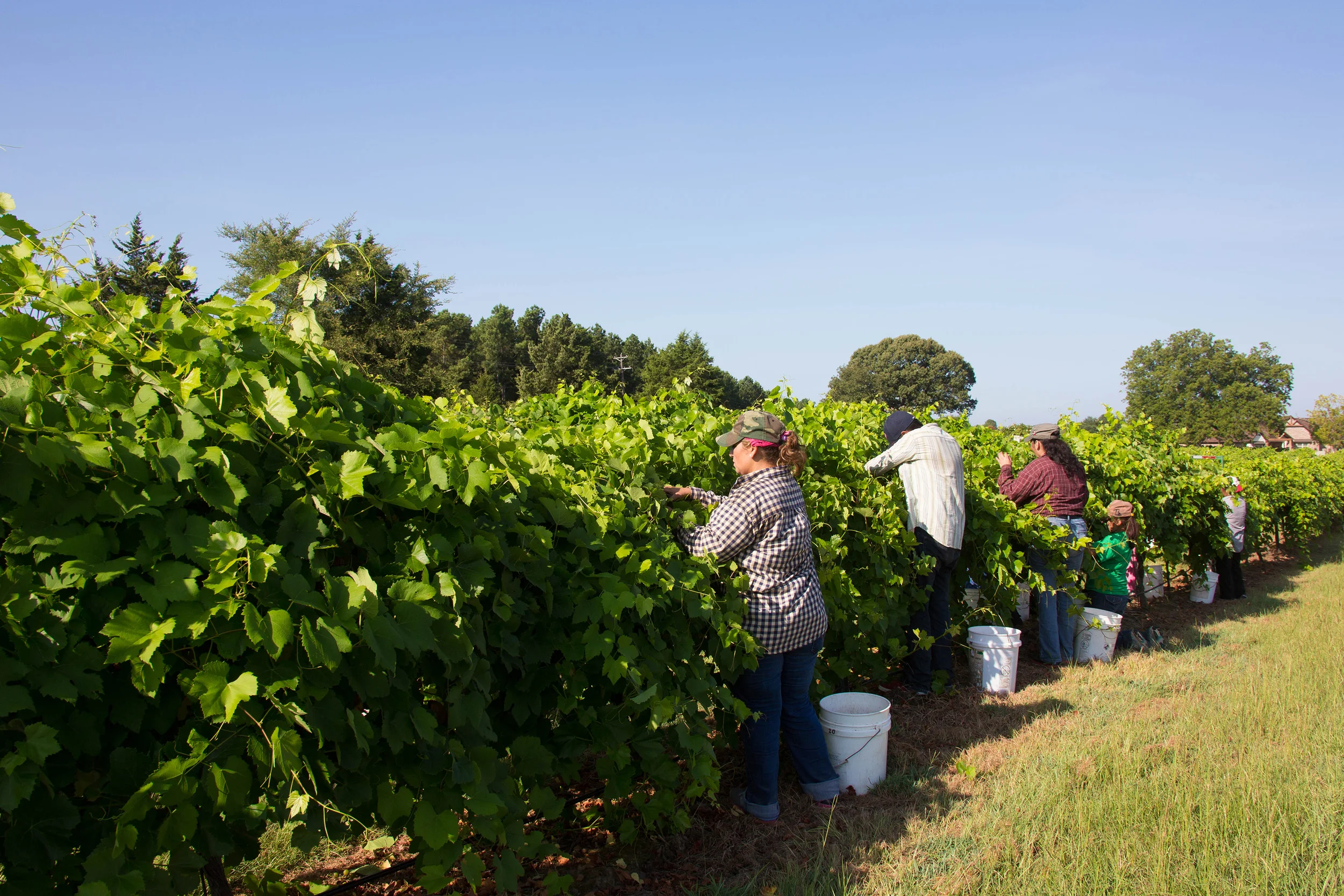 Harvesting Viognier at Kiepersol