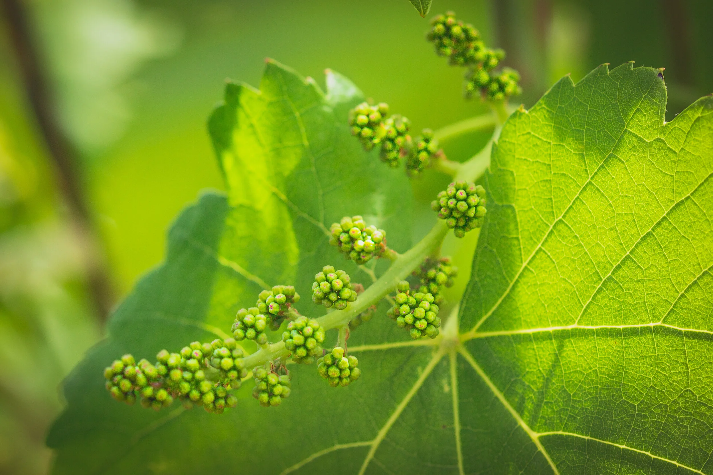 GRAPES AT KIEPERSOL BEFORE BLOOM