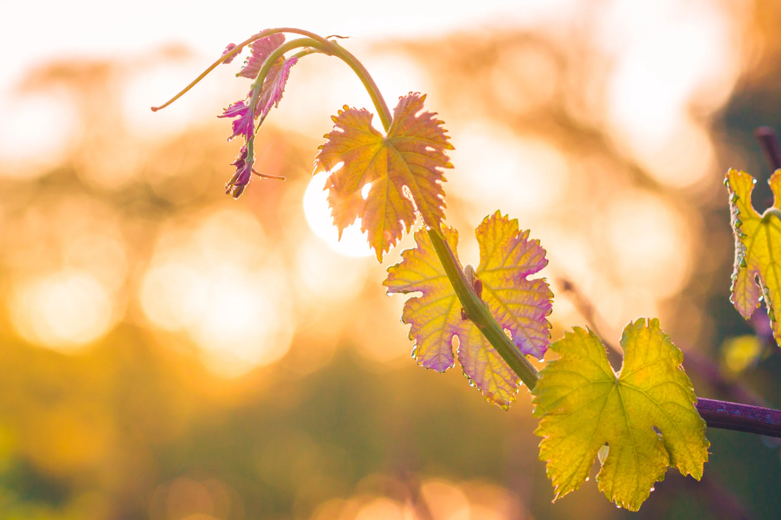 NEW LEAVES - SPRING at kiepersol