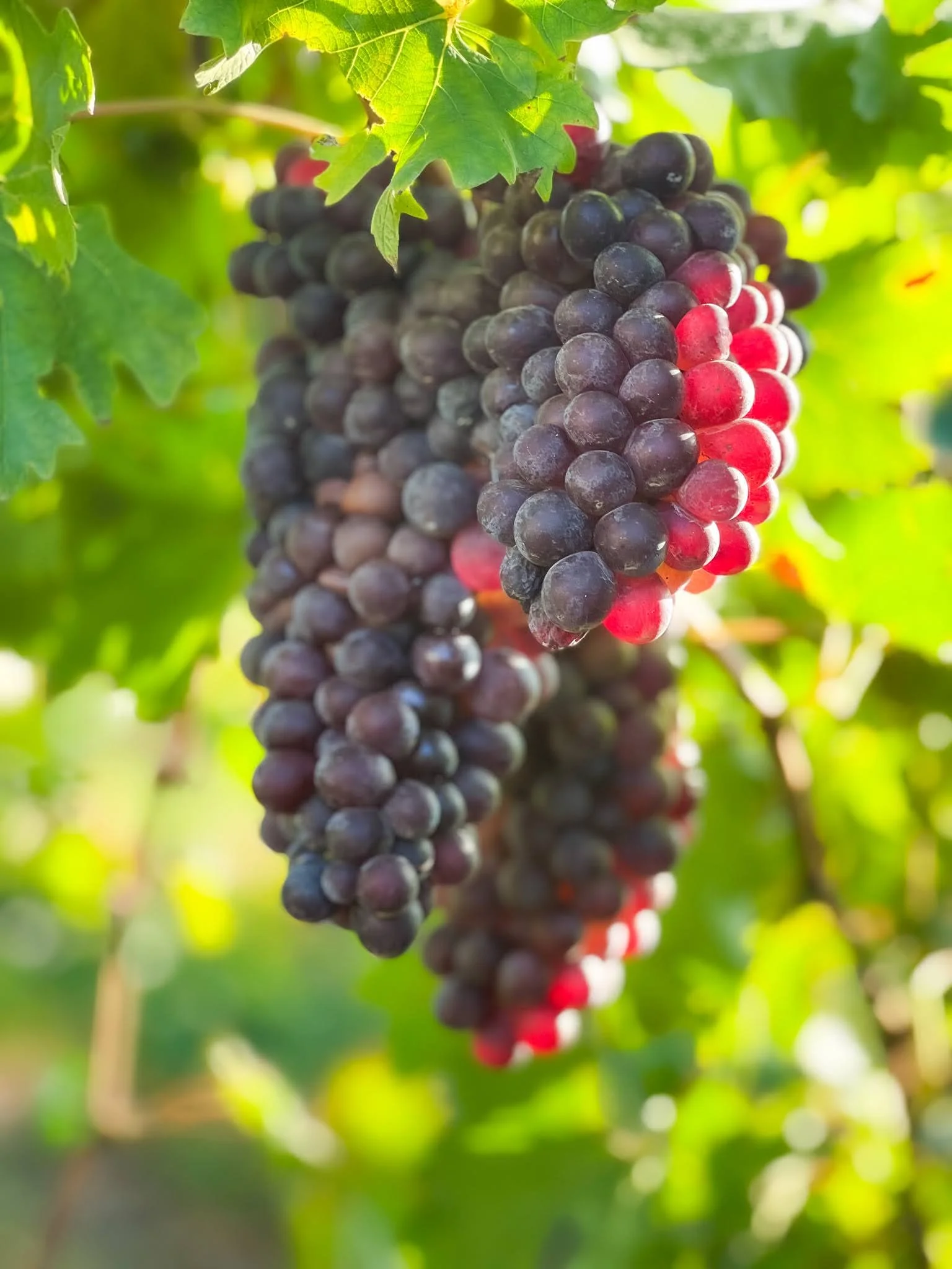 cabernet grapes 2024 1.jpg