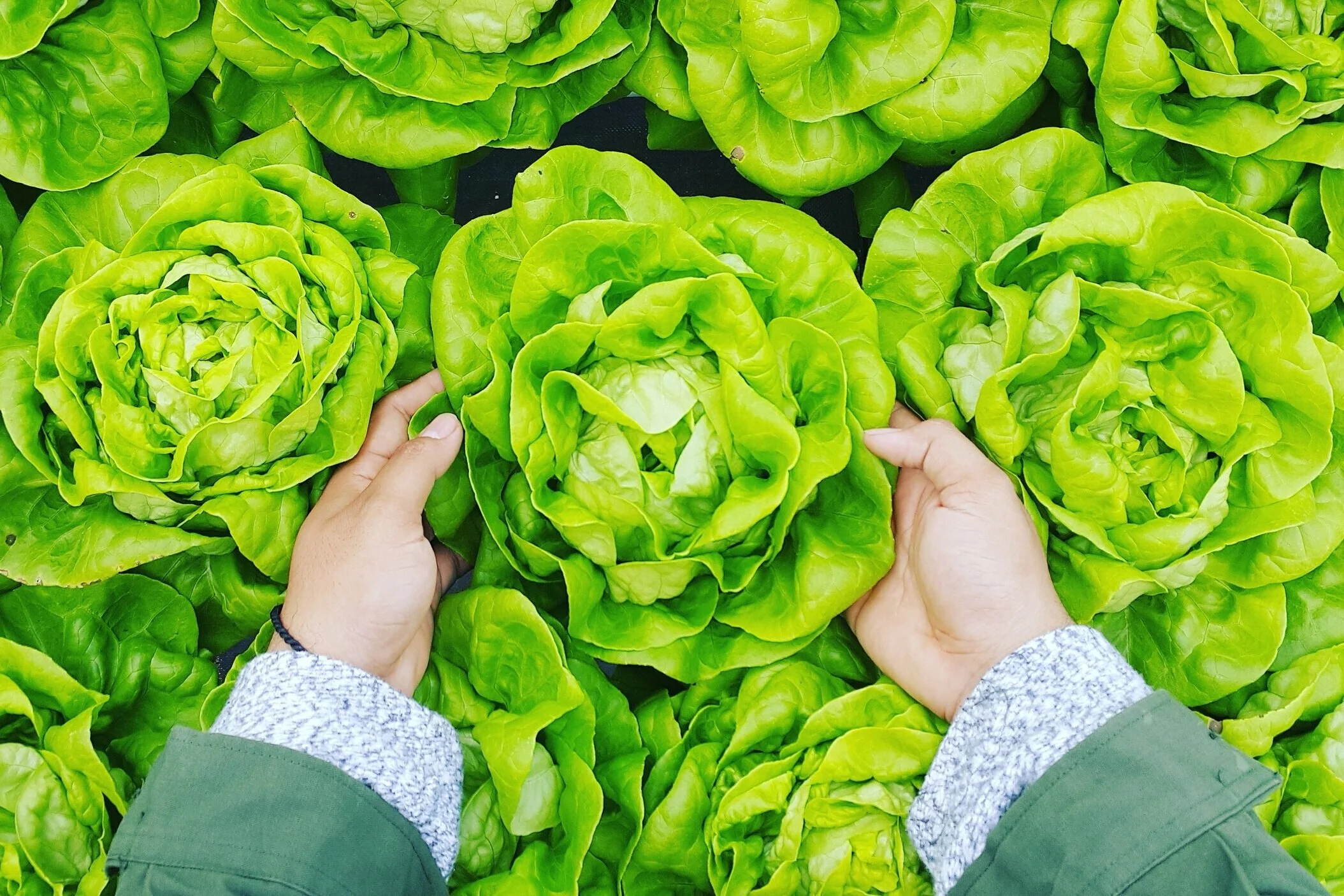 lettucehand.jpg