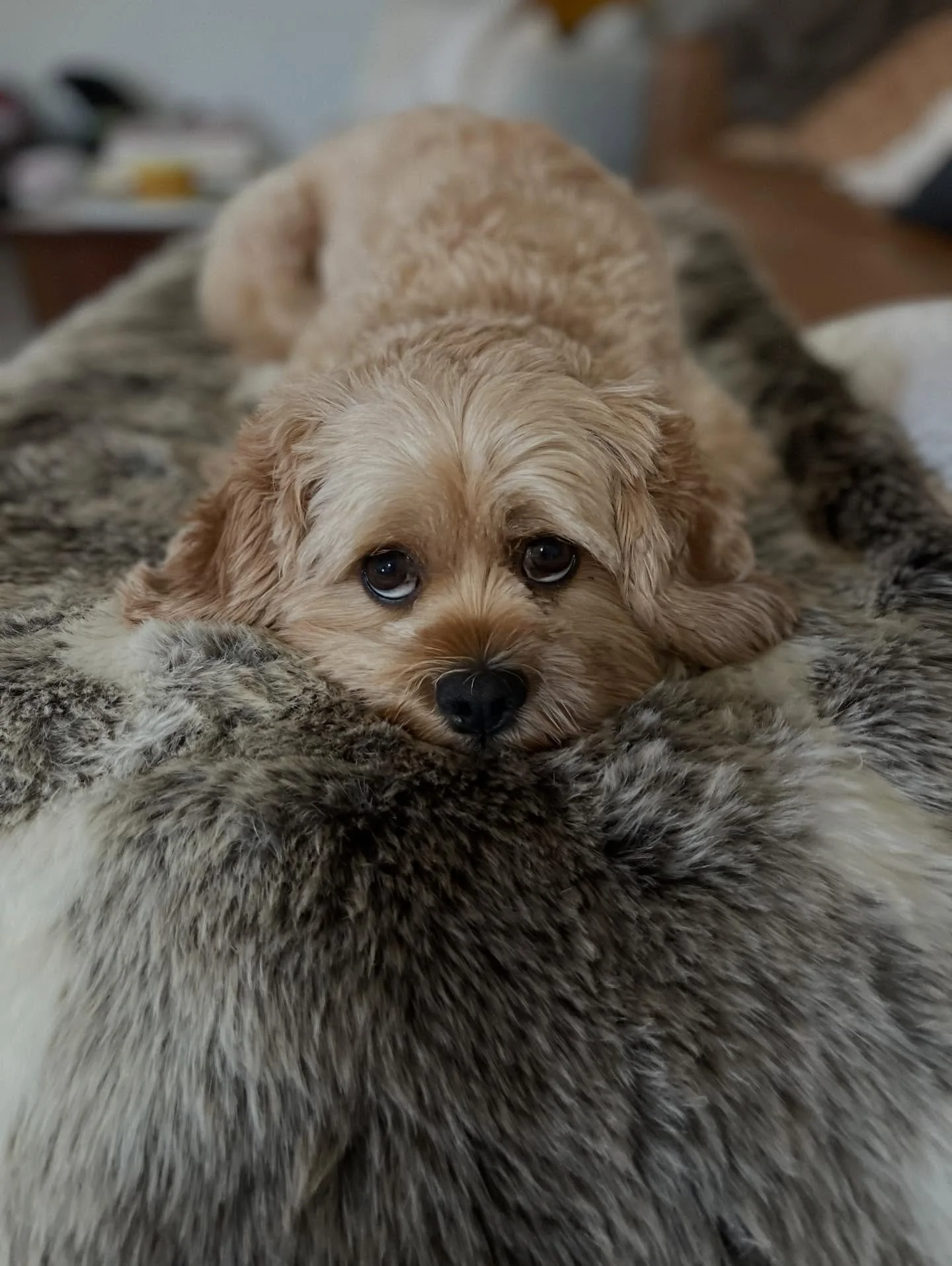 National bring your dog to work day 
#nationalbringyourdogtoworkday #nationalday #puppiesofinstagram #puppylove #moorearchitecture #architect #architecture #australiaarchitecture