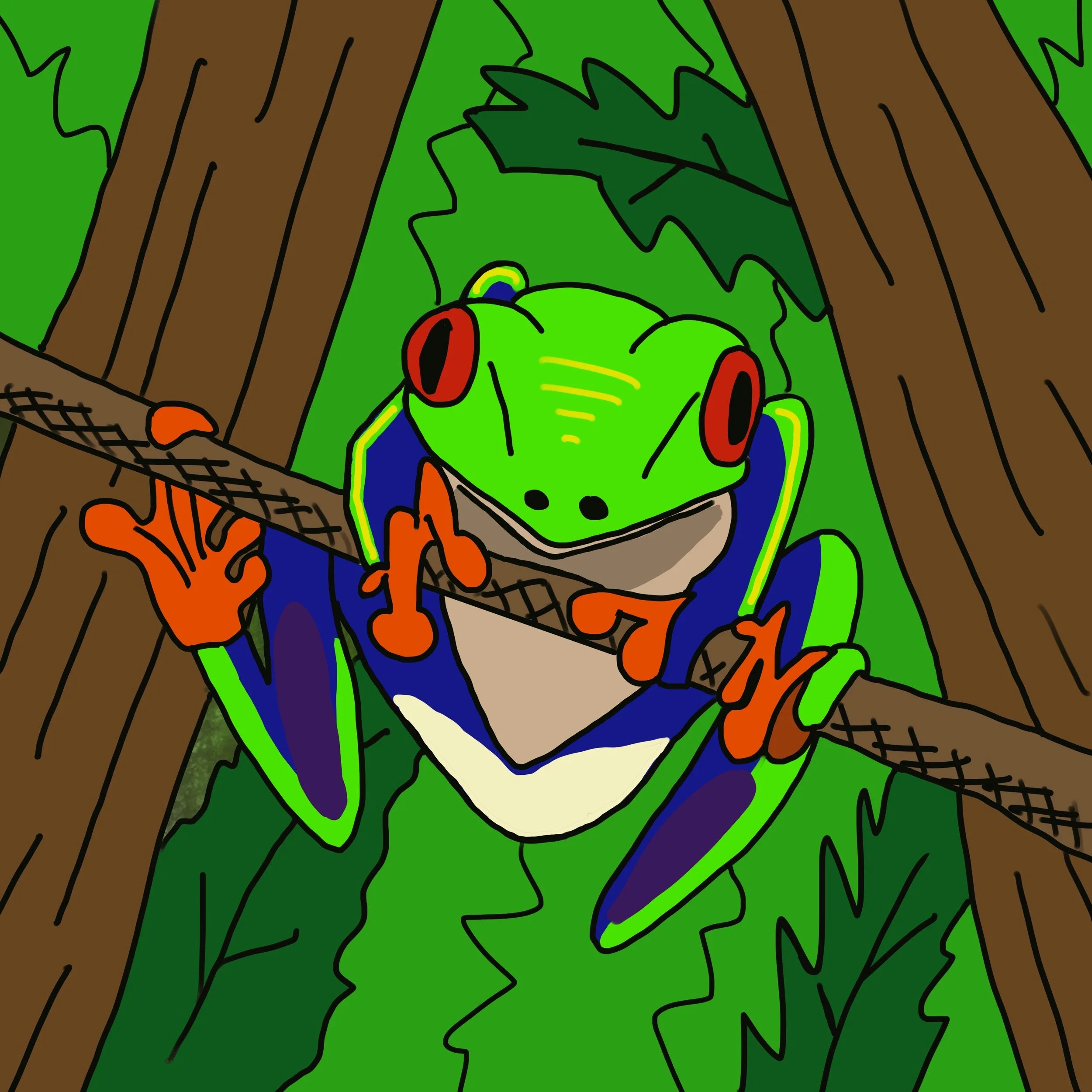 Red-eyed Tree Frog Illustrated