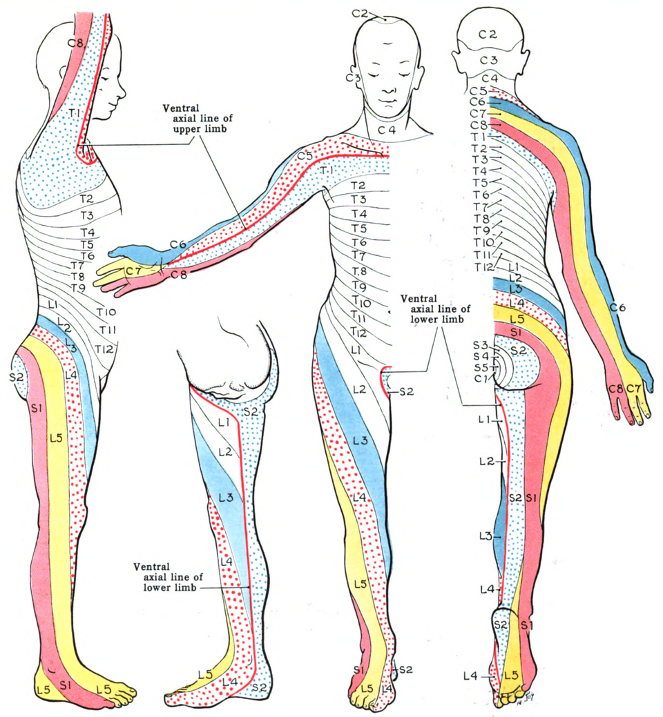 Map of the dermatomes of the body