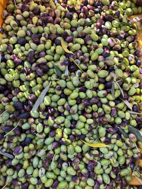 Olives harvest.jpeg
