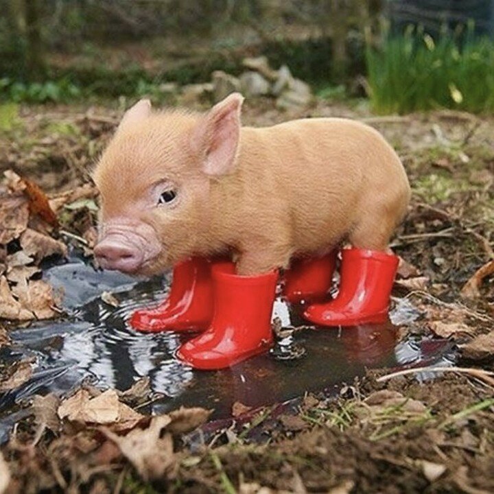 We saw this darling piggy on @prettyoinklets and couldn't resist a share. Wouldn't she be cute in a story?

#petsittersstory #cutepigs #booksforkids #booksforsevenyearolds #prettyoinklets #ellashineauthor