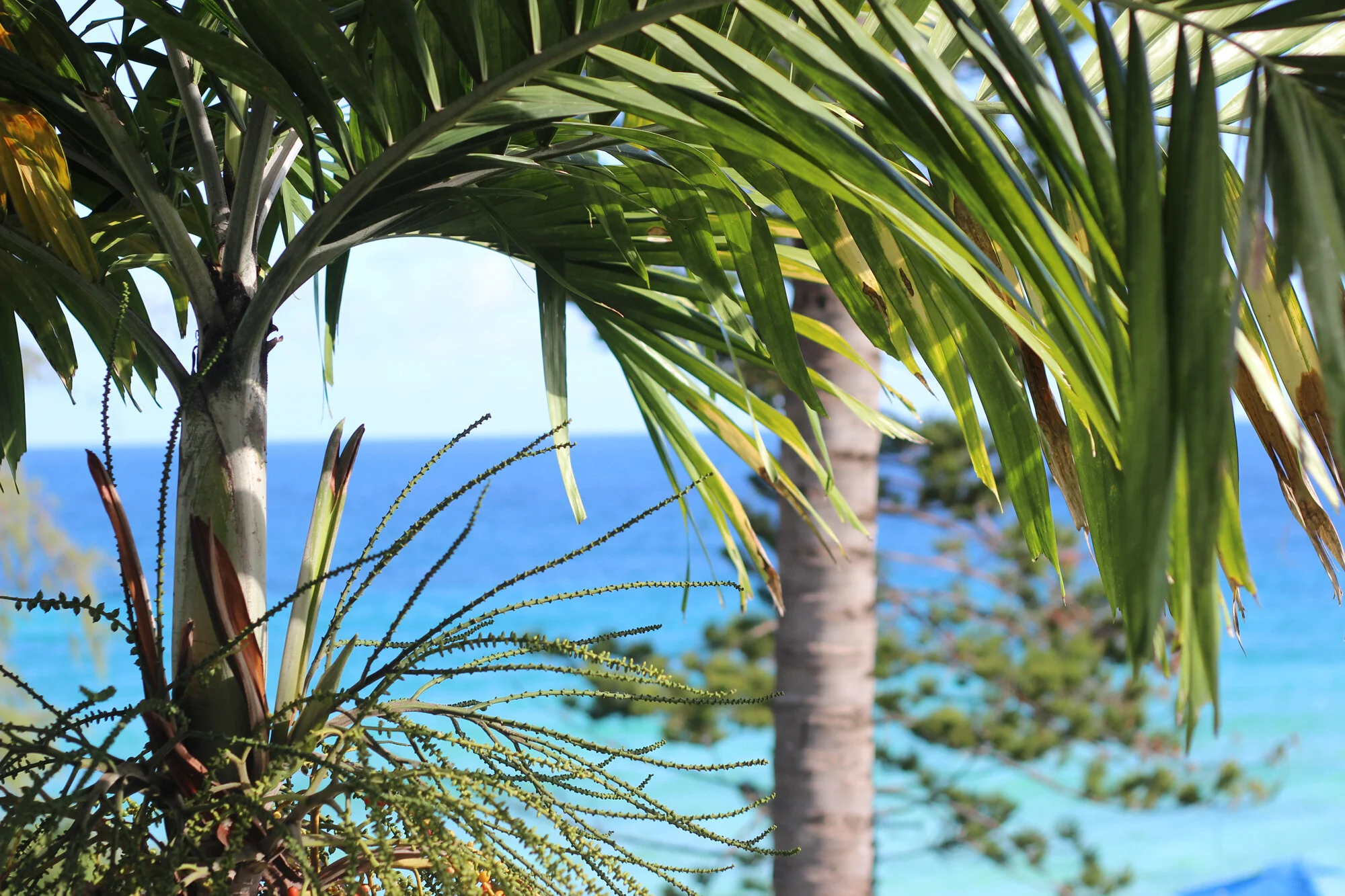Alan_Clarke-Symonds_photography_tropical adventure_graphic design.jpg.jpg