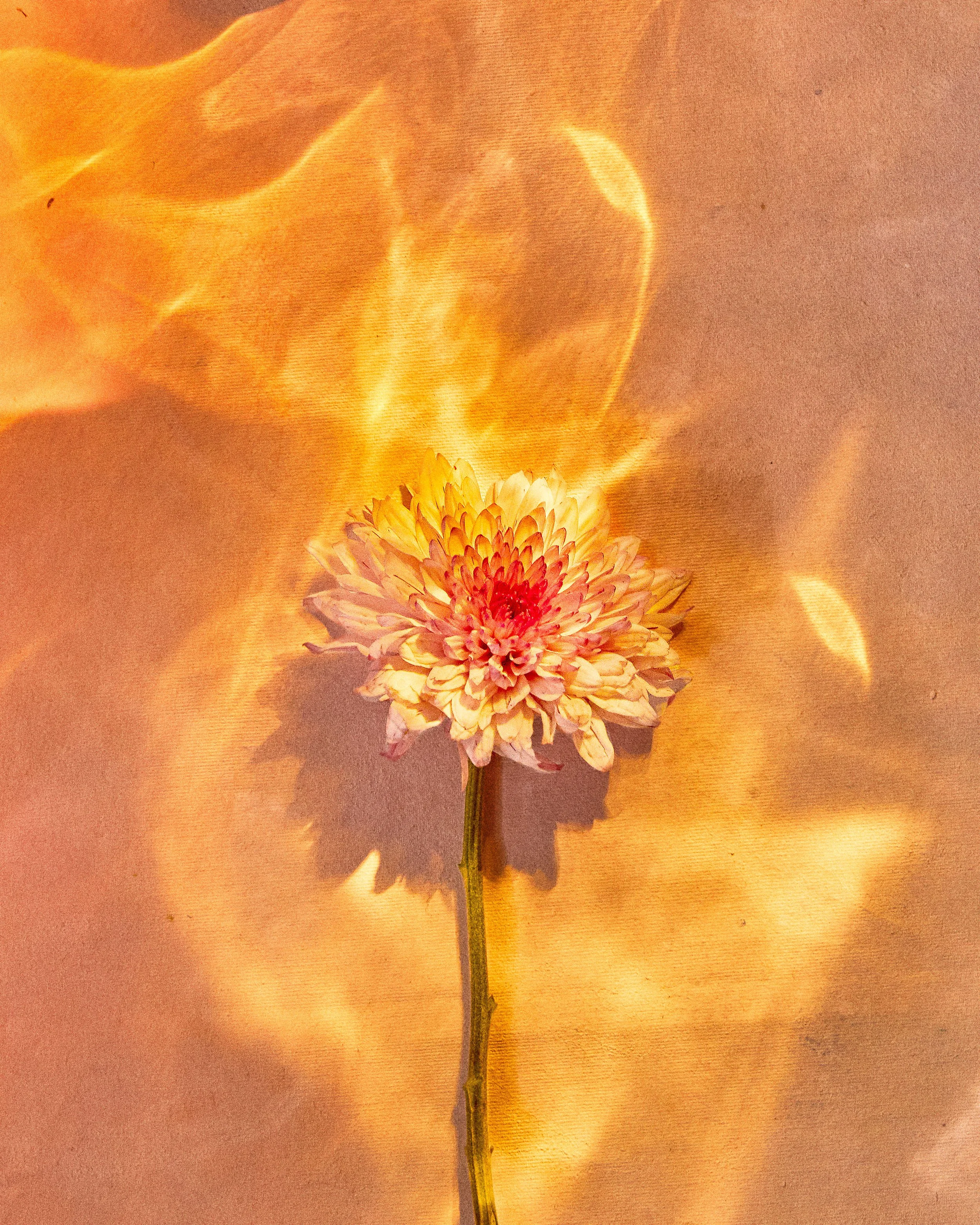 Glass_Flowers_02317 1 copy test ruido.jpg