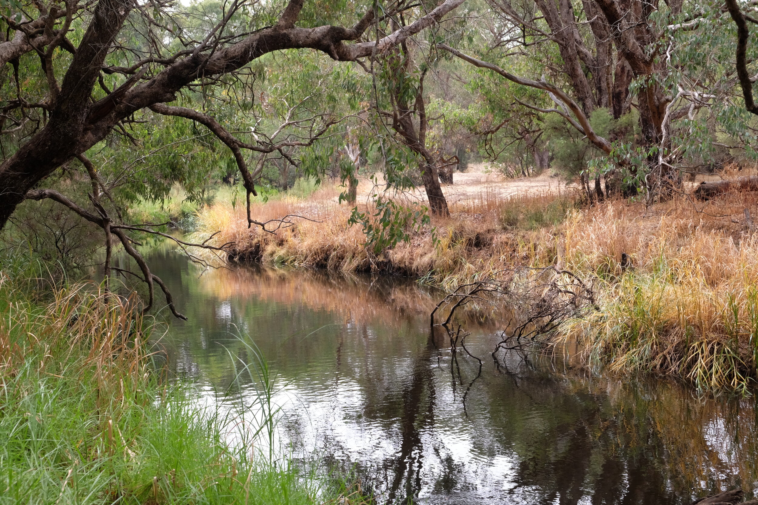 Brunswick river walk