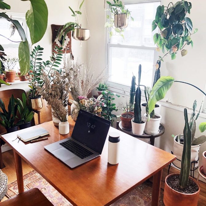 Apartment Therapy Feature — Plant & Co Blog — Plant Lady Co