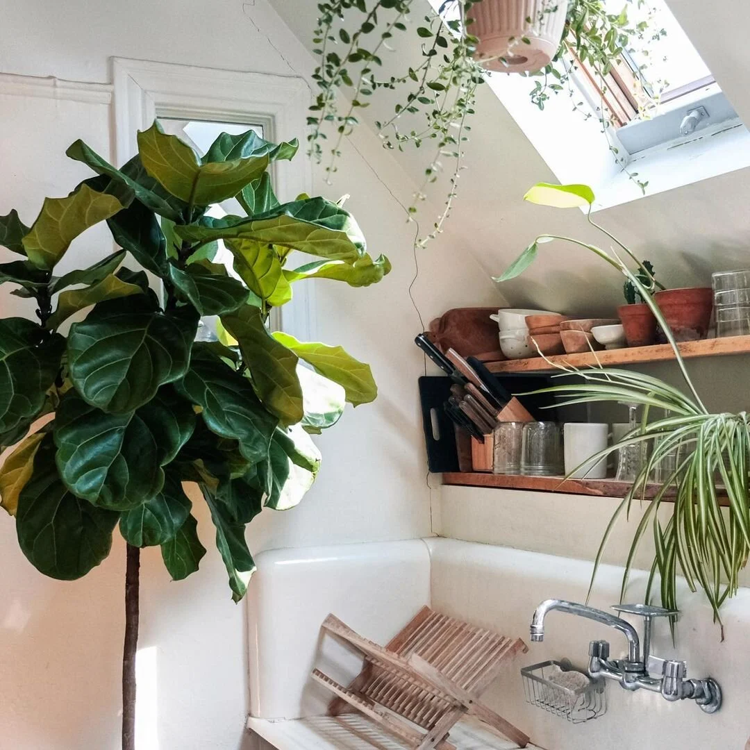 Spring Has Sprung - Prepping Your Houseplants for the Growing Season ...