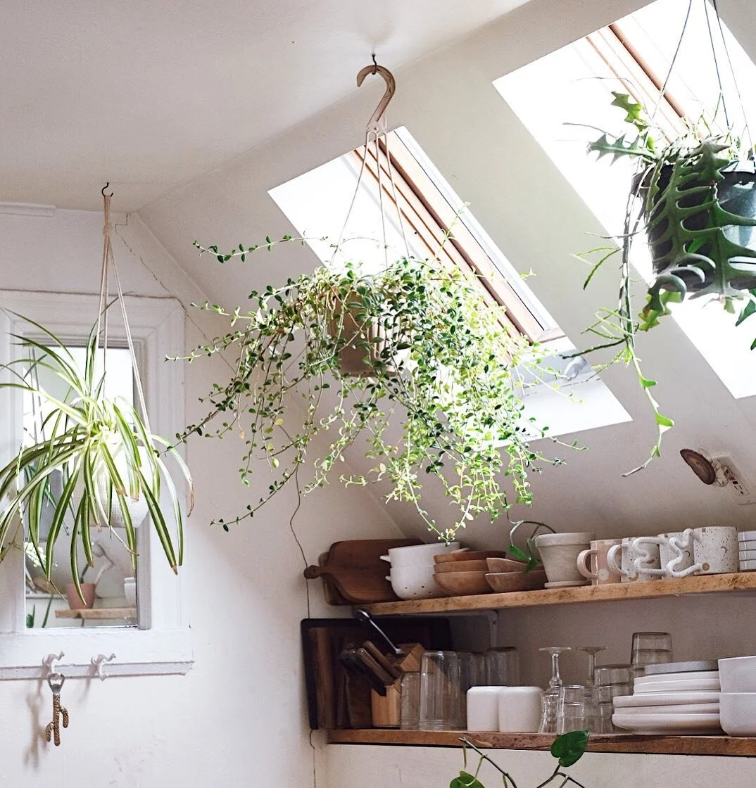 Spring Has Sprung - Prepping Your Houseplants for the Growing Season ...