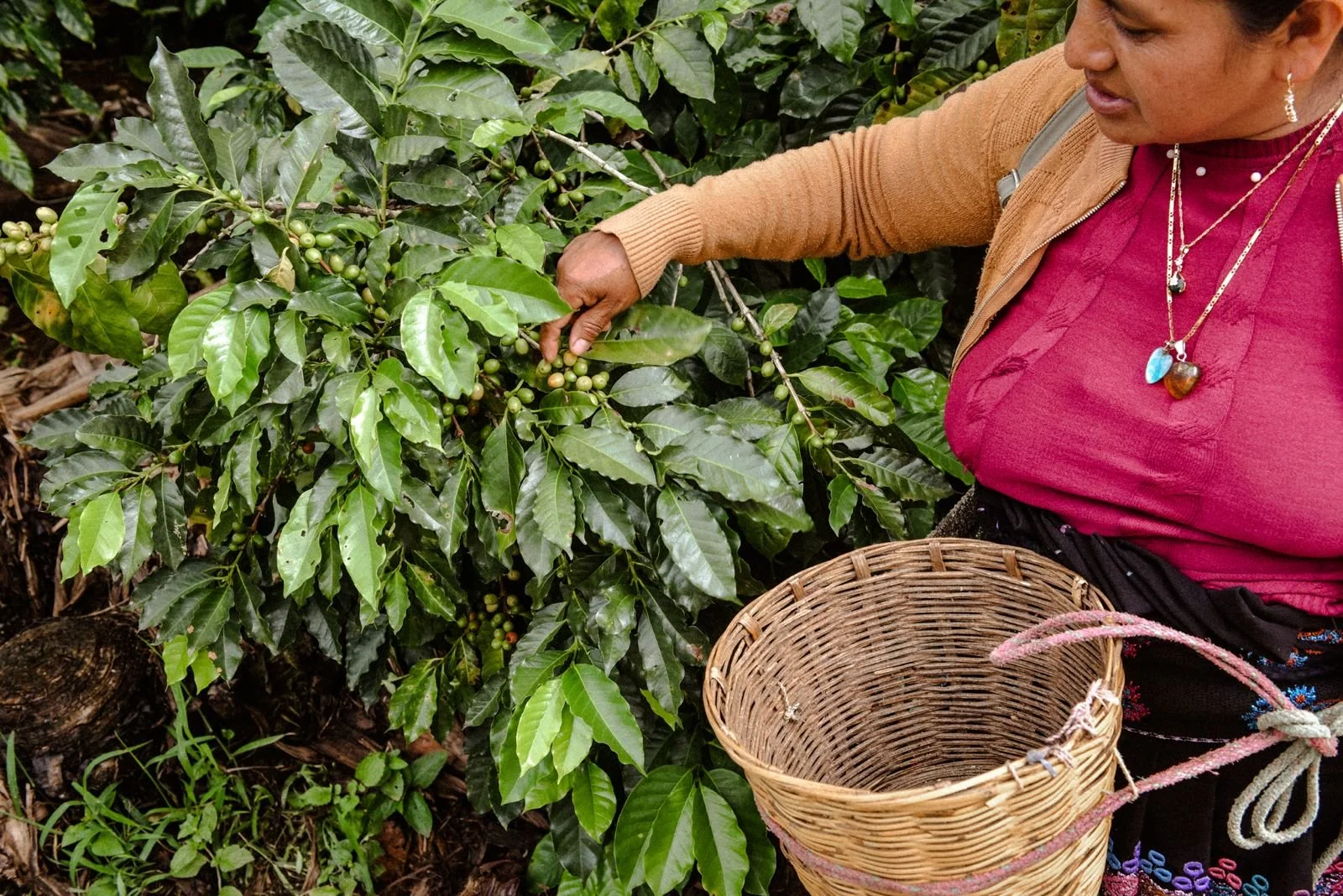 Announcing the Launch of the First Women-Powered Coffee Coalition