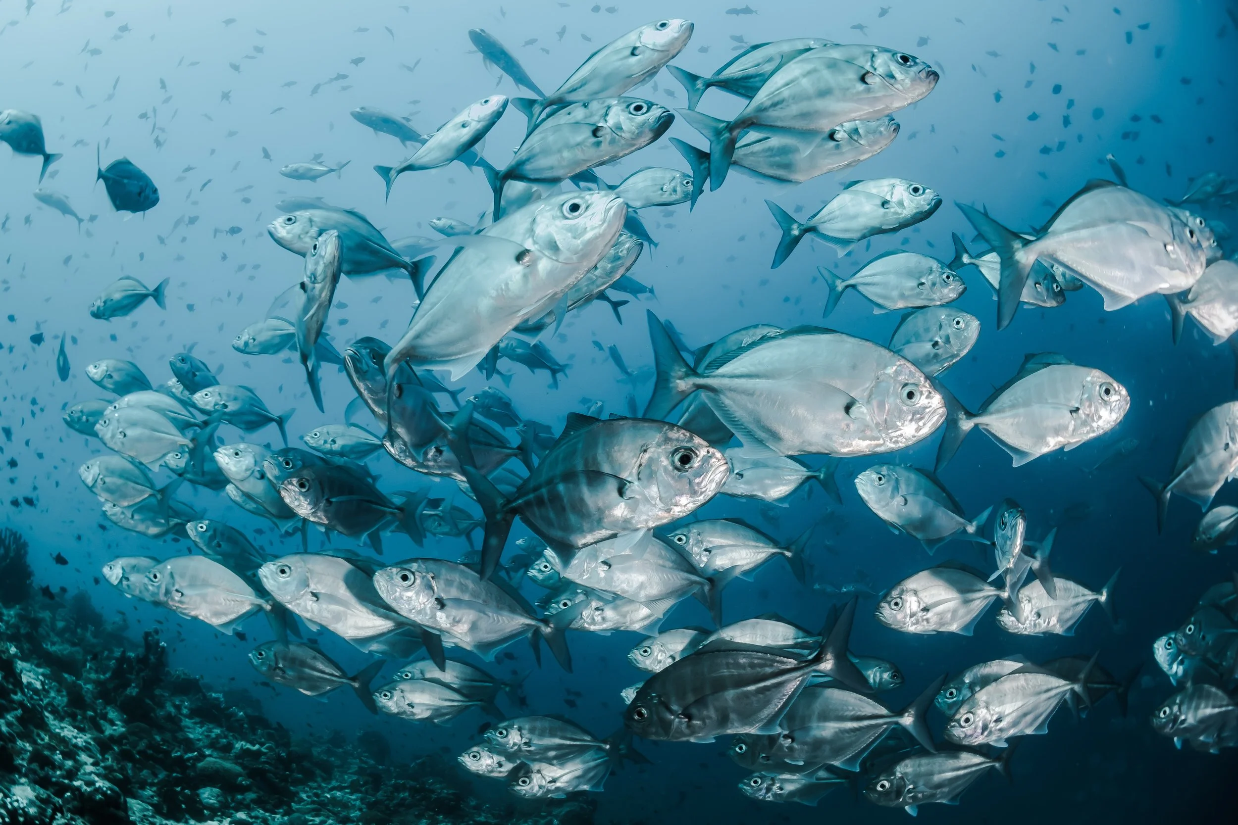      

 
    Protecting the Oceans    CLICK ON  THIS LINK  TO REWATCH THE PROTECTING OUR OCEANS PANEL  
 






















         

 
   The challenges facing our oceans are immense, with two of the most prominent issues being overfishing and 