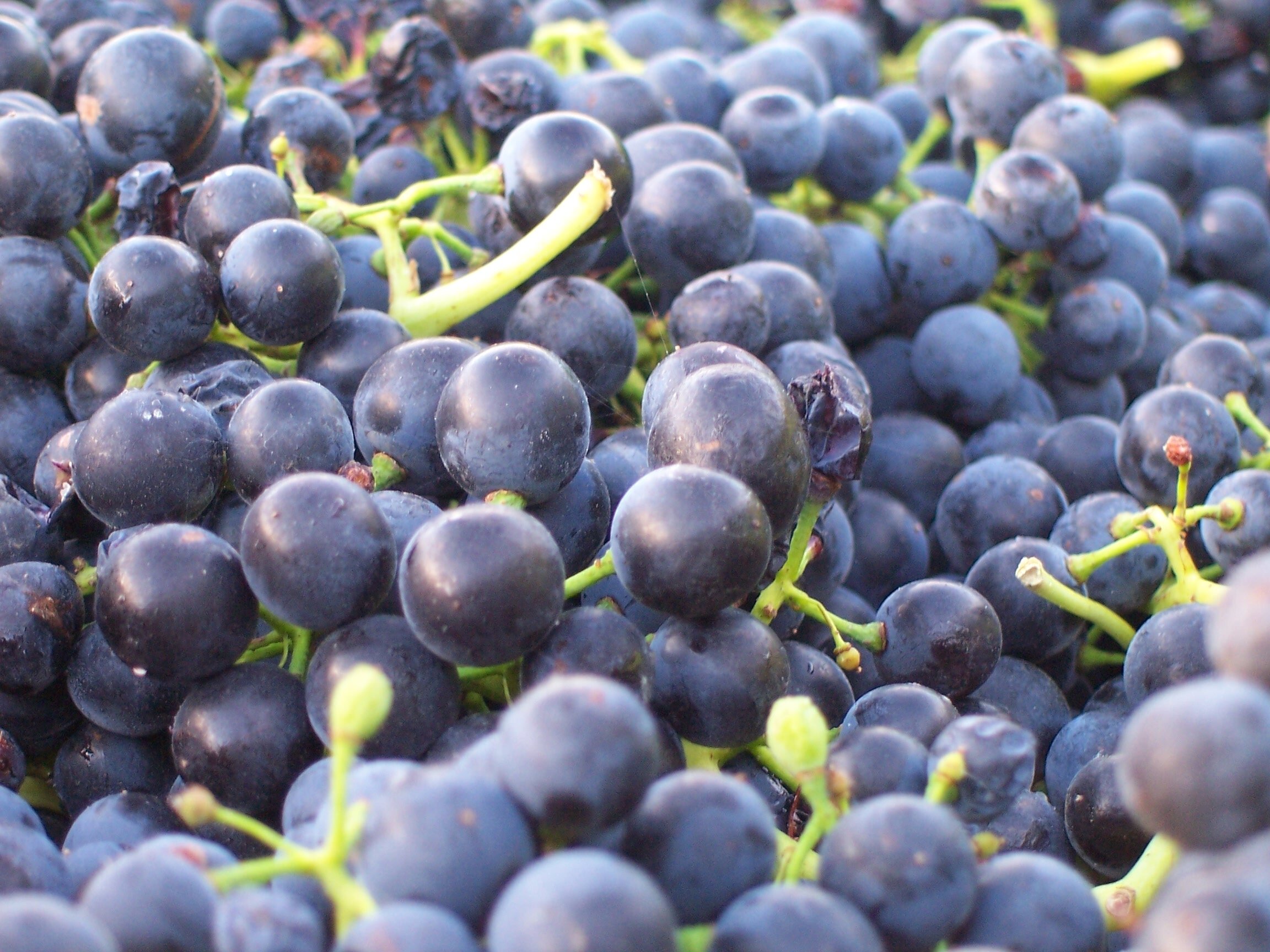winery photos 06 348.JPG