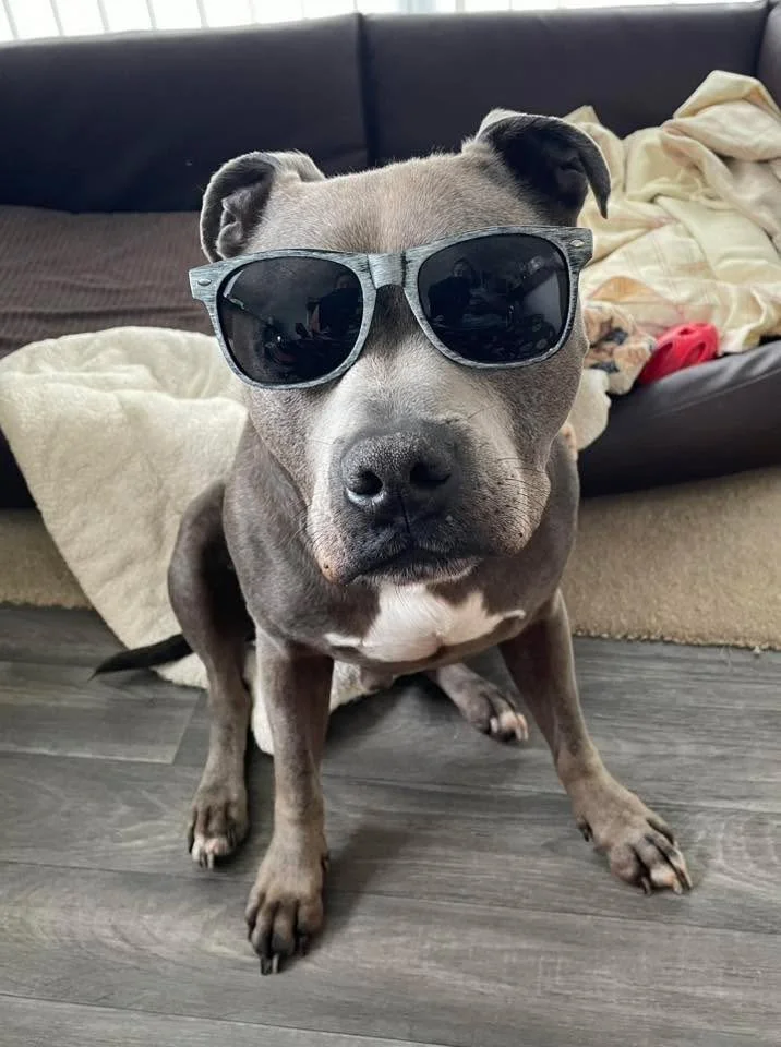 A gray dog wearing black sunglasses sitting on a wooden floor in front of a black couch with a blanket and clothes in the background.