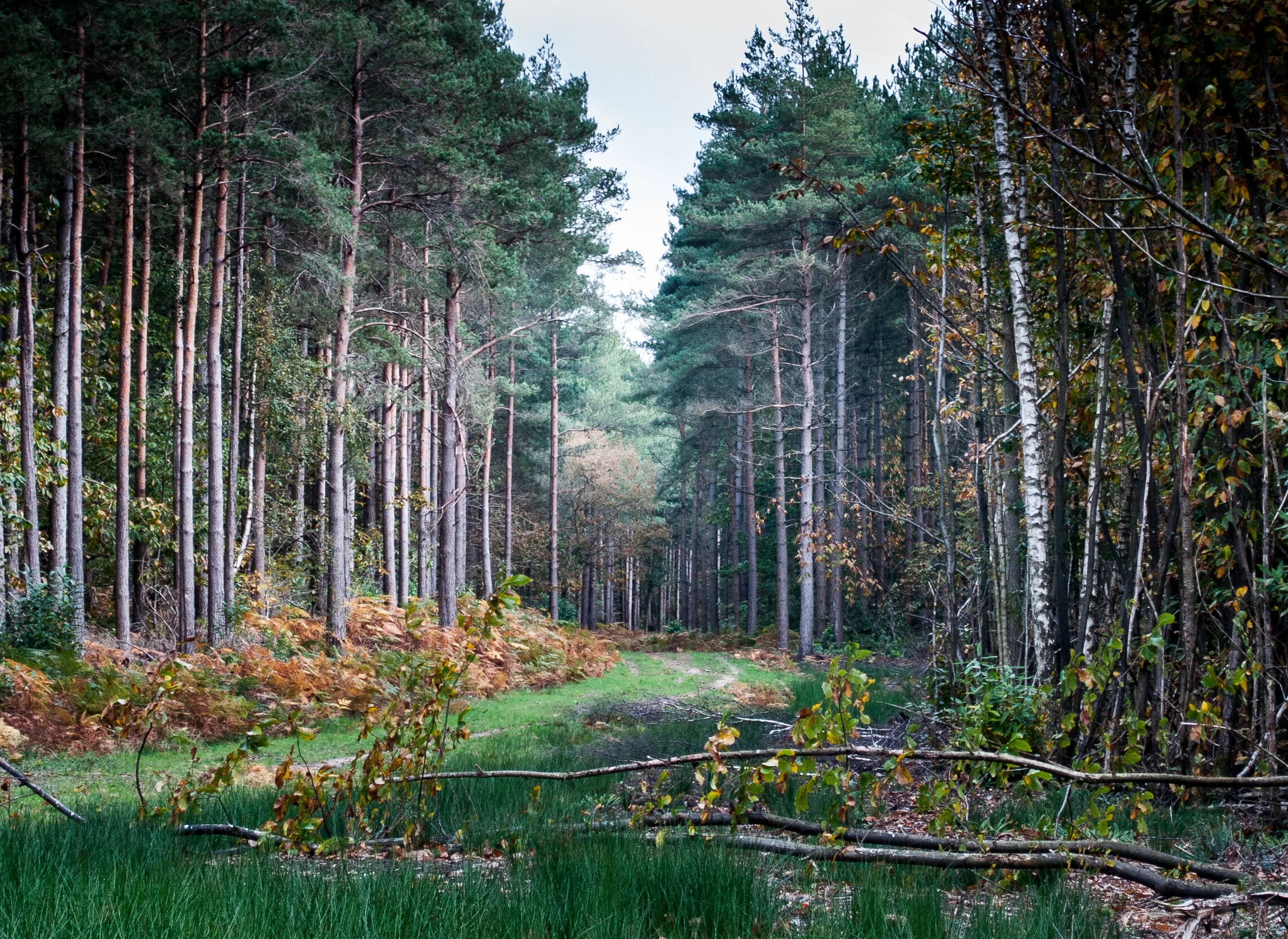 Bedgebury Pinetum-57.jpg