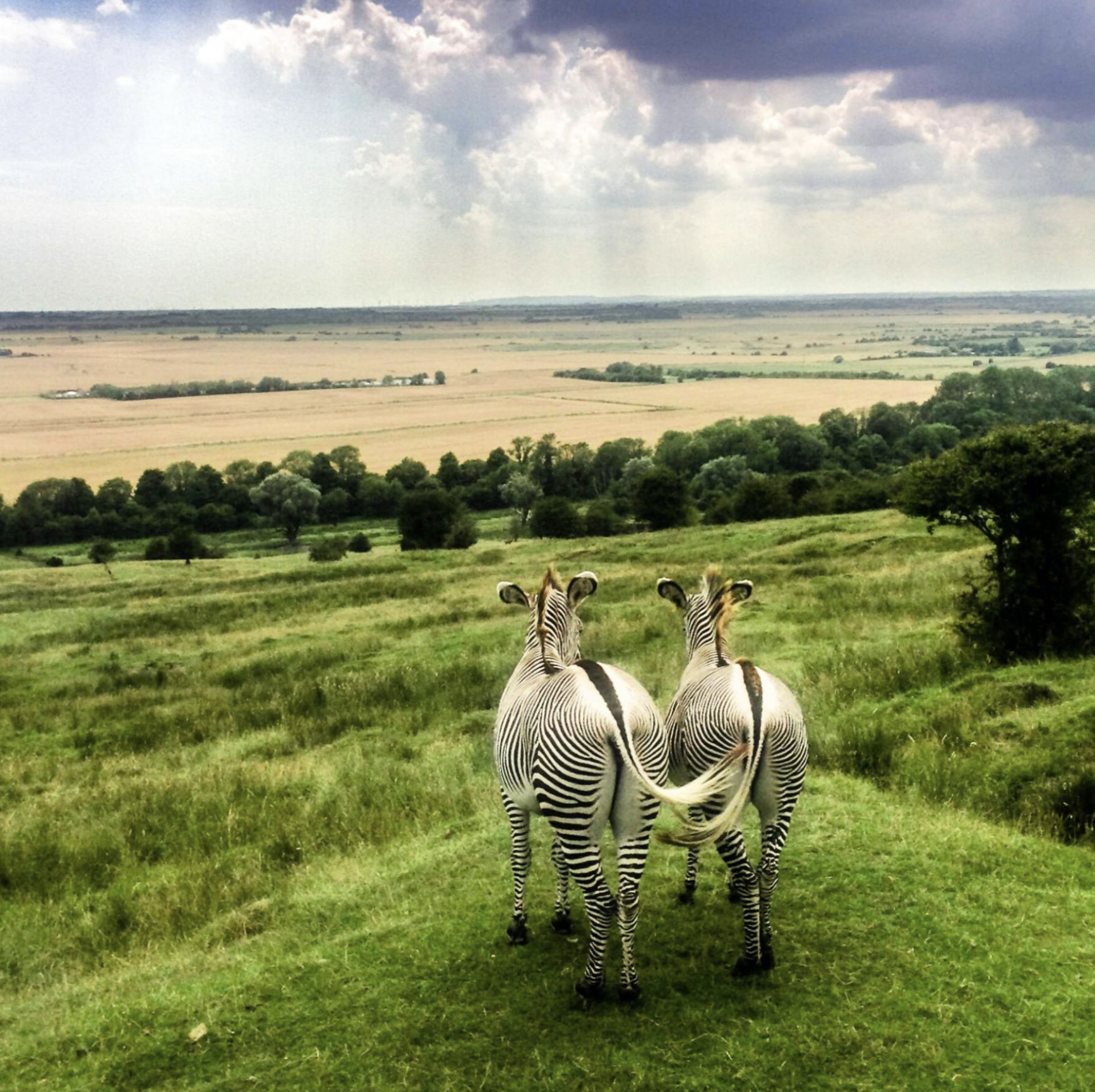 Port Lympne 4.png