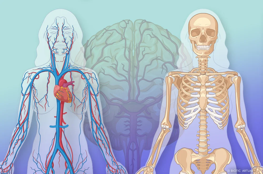 Anatomy Library Medical Illustrations Biotic Artlab Anatomy Library Medical Illustrations Biotic Artlab
