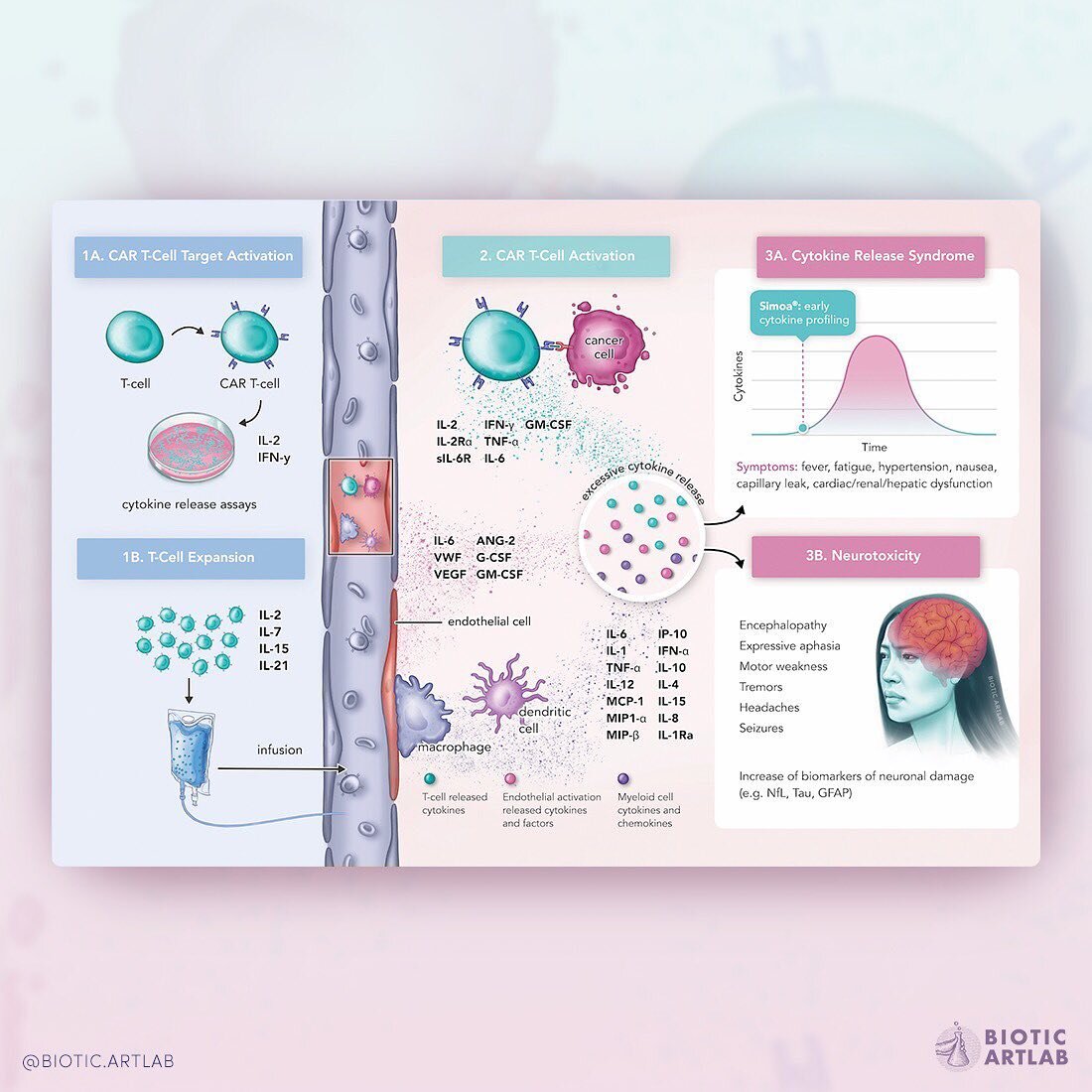 We're excited to share with you some recent work we did about CAR T-cell therapy for our biotech client. This type of therapy involves modifying 🧫 T-cells in the lab to have a man-made receptor that is better tuned to detecting and attacking cancer.