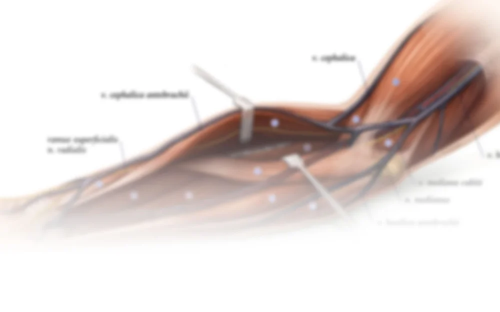 Henry Approach to the Radius - medical illustration — Biotic Artlab
