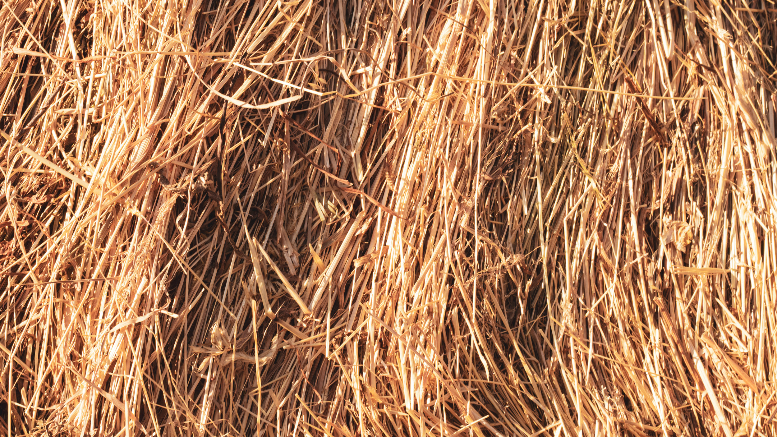 Calm Before The Hay Storm!