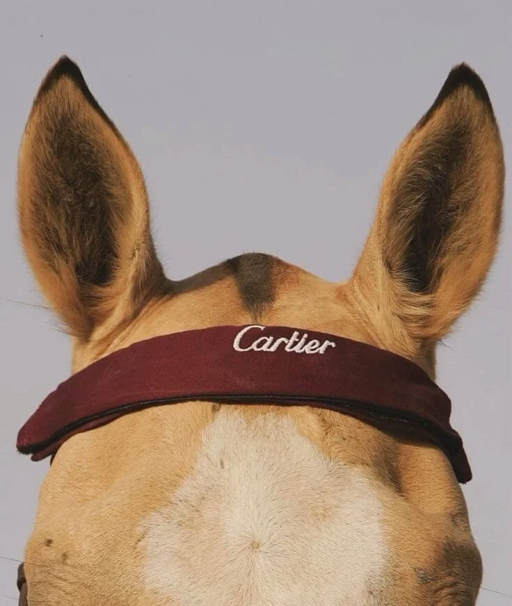 equestrian-horse-brands-pinterest