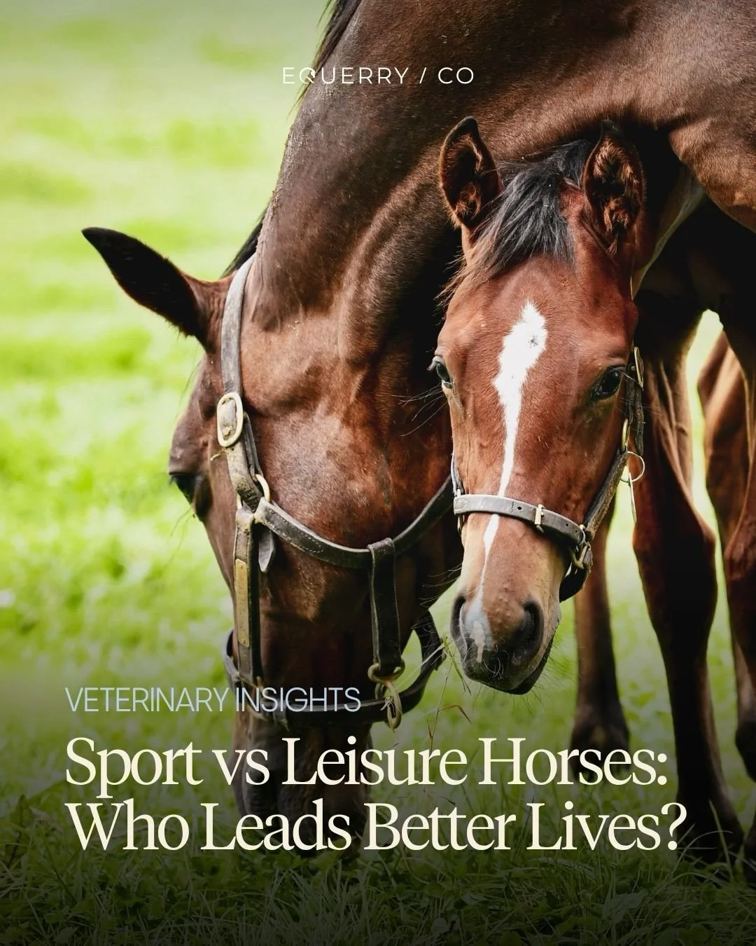 Debates around equine welfare often frame sport horses and leisure horses as living completely different lives - one shaped by pressure and performance, the other by freedom and simplicity. 

But the reality is far more complex. 

Speaking with veter